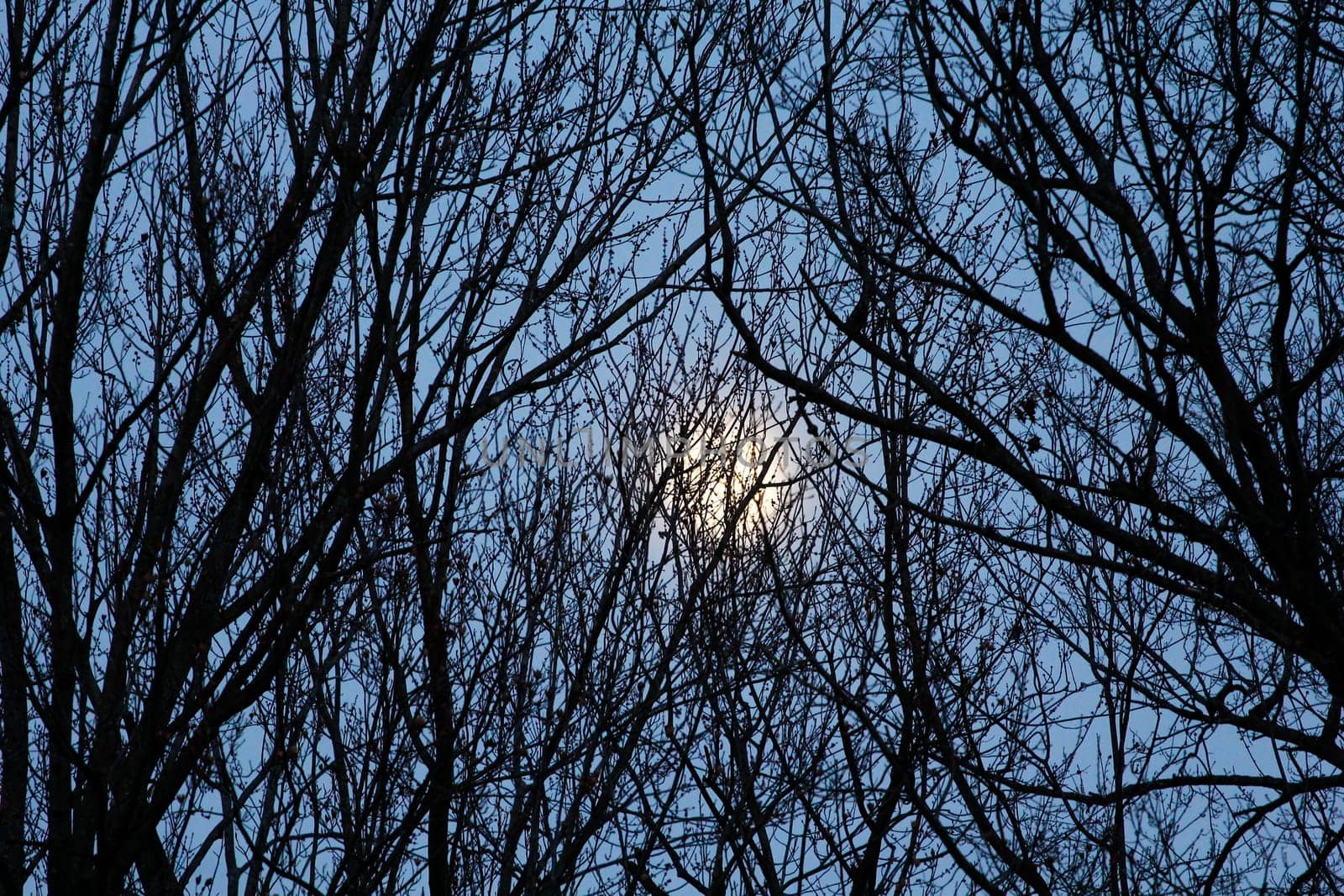 View of the Moon Behind a Web of Tree Branches