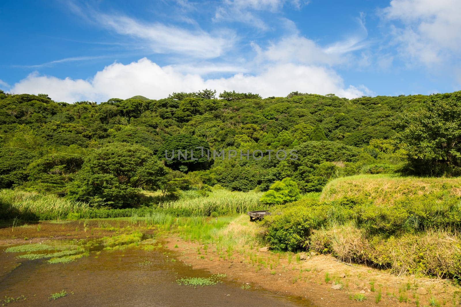 Beautiful lake and forest scenery
