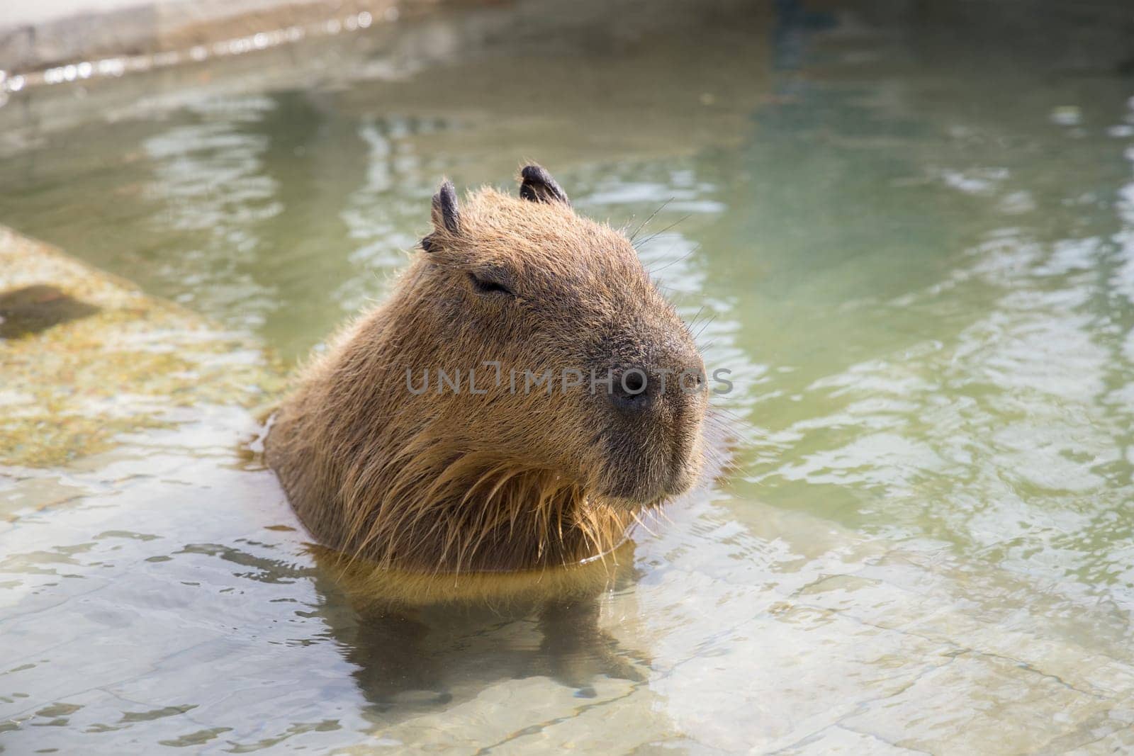 Capybara soaked into a water pond
