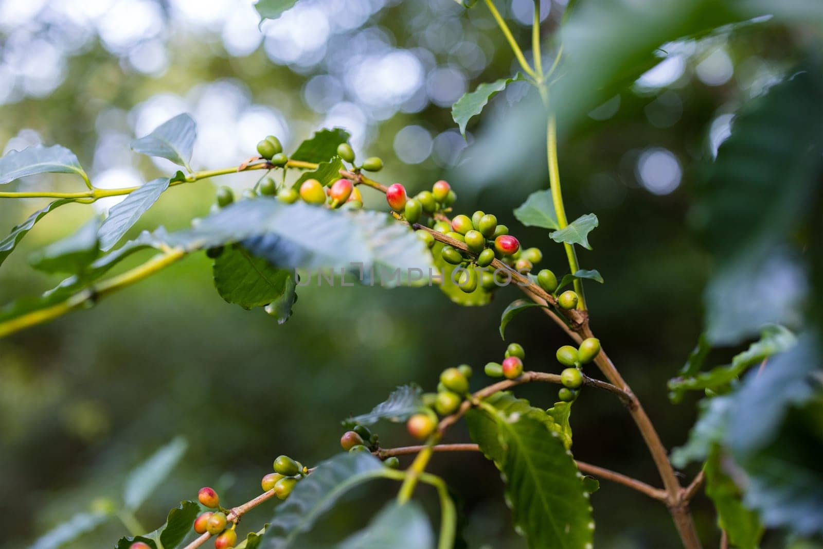 Coffee bean on the tree