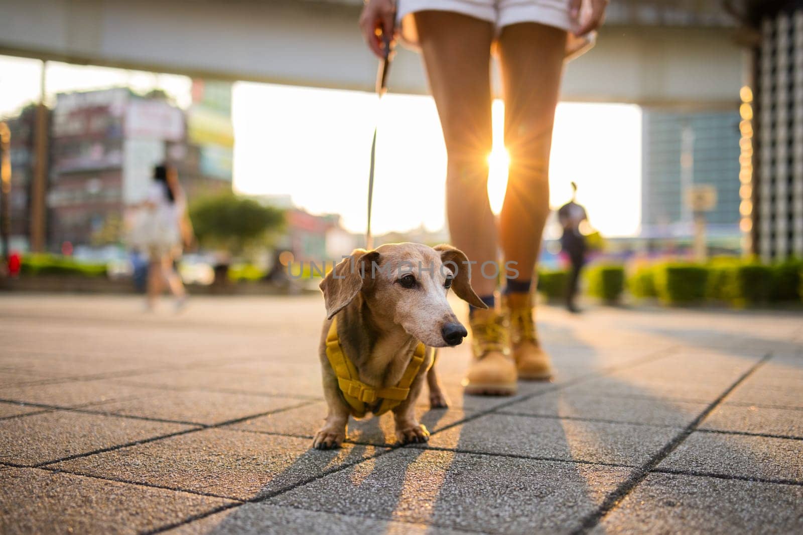 Woman go out with dachshund dog in city at sunset time