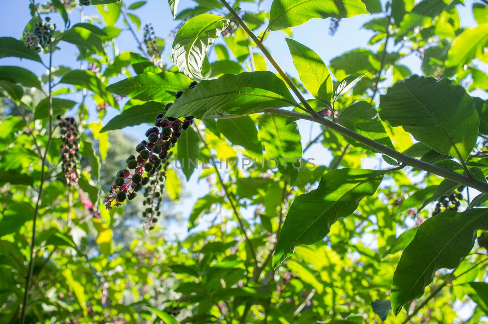 American pokeweed growing at Gevora riverside, La Codosera, Badajoz, Extremadura, Spain