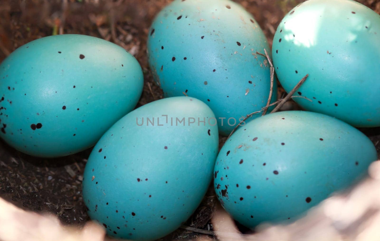 Five blue eggs of a song thrush lie in a bird's nest.