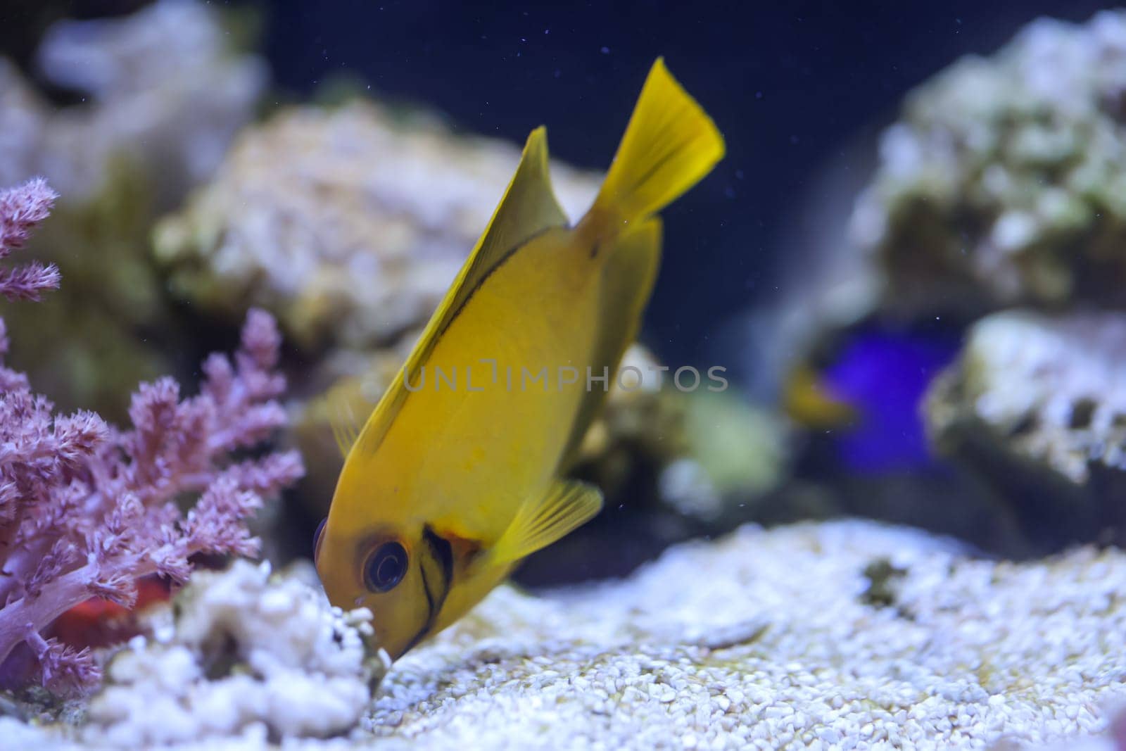 A chocolate doctor fish in an aquarium.
