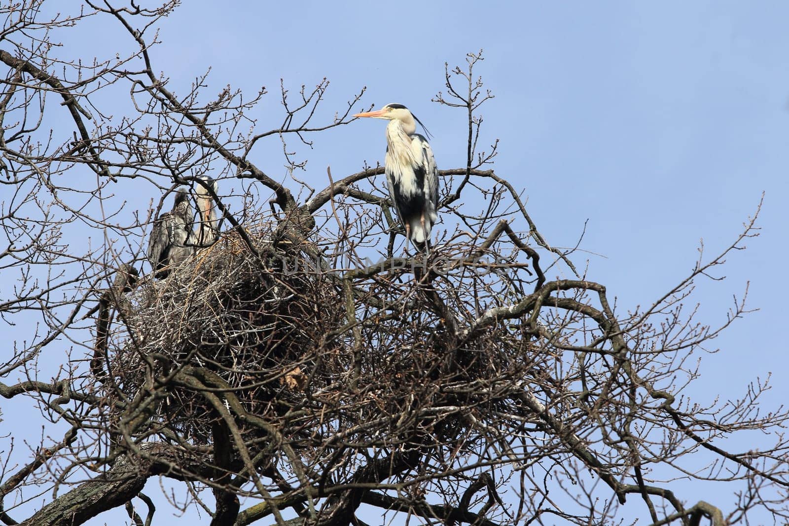 The Great Blue Heron (Ardea cinerea) is a bird species from the order of the Ciconiiformes