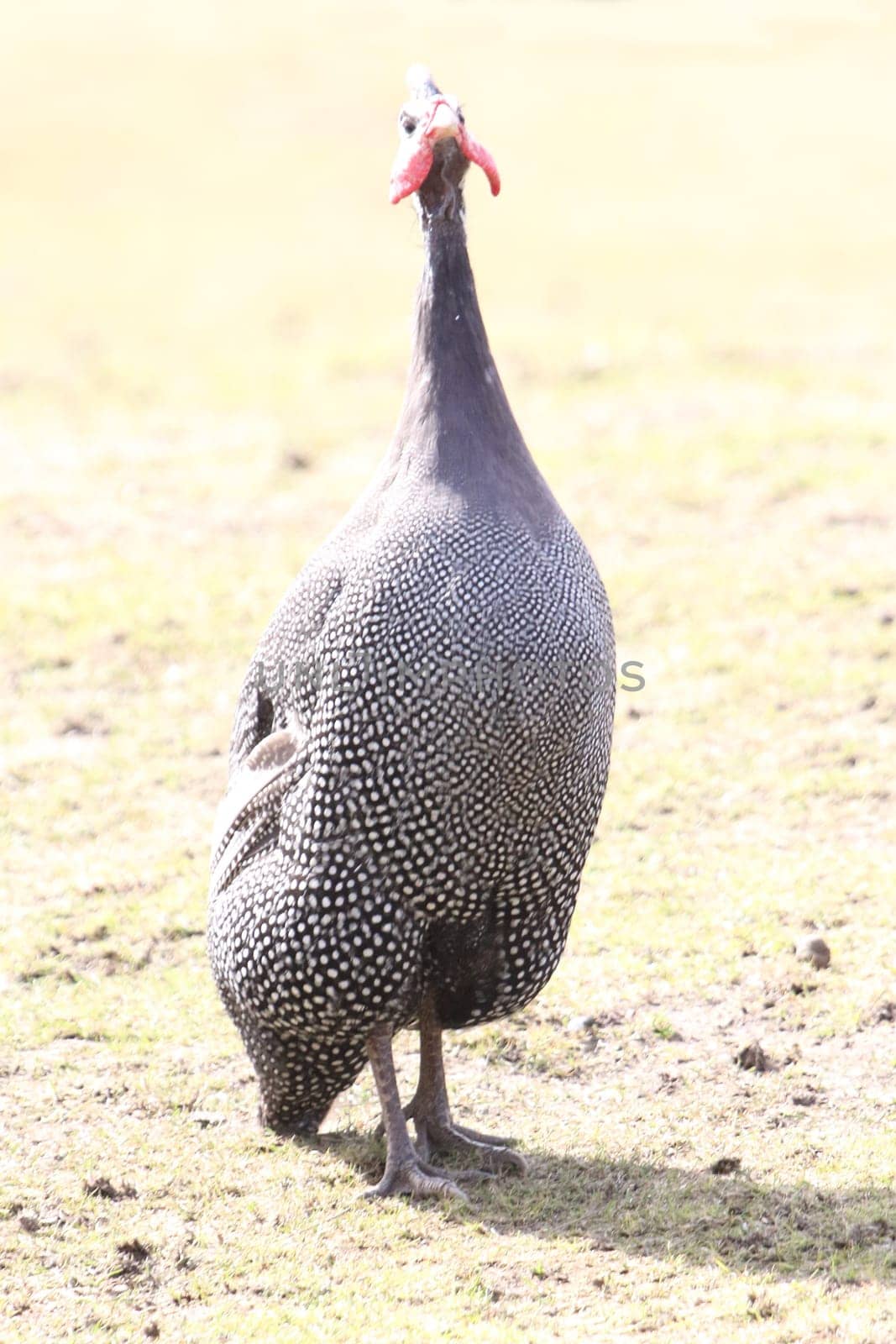 Guineafowl are birds of the family Numididae in the order Galliformes. They are endemic to Africa