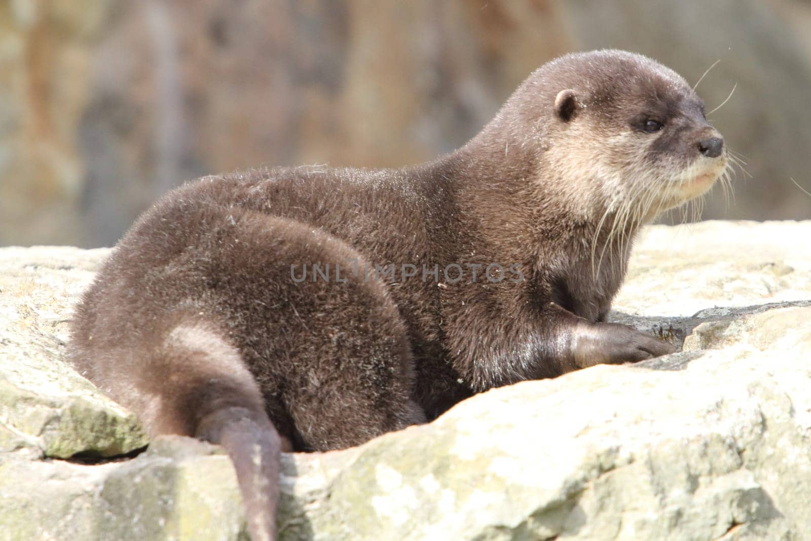 The Eurasian otter (Lutra lutra), also known as the European otter, Eurasian river otter, common otter, and Old World otter, is a semiaquatic mammal native to Eurasia.