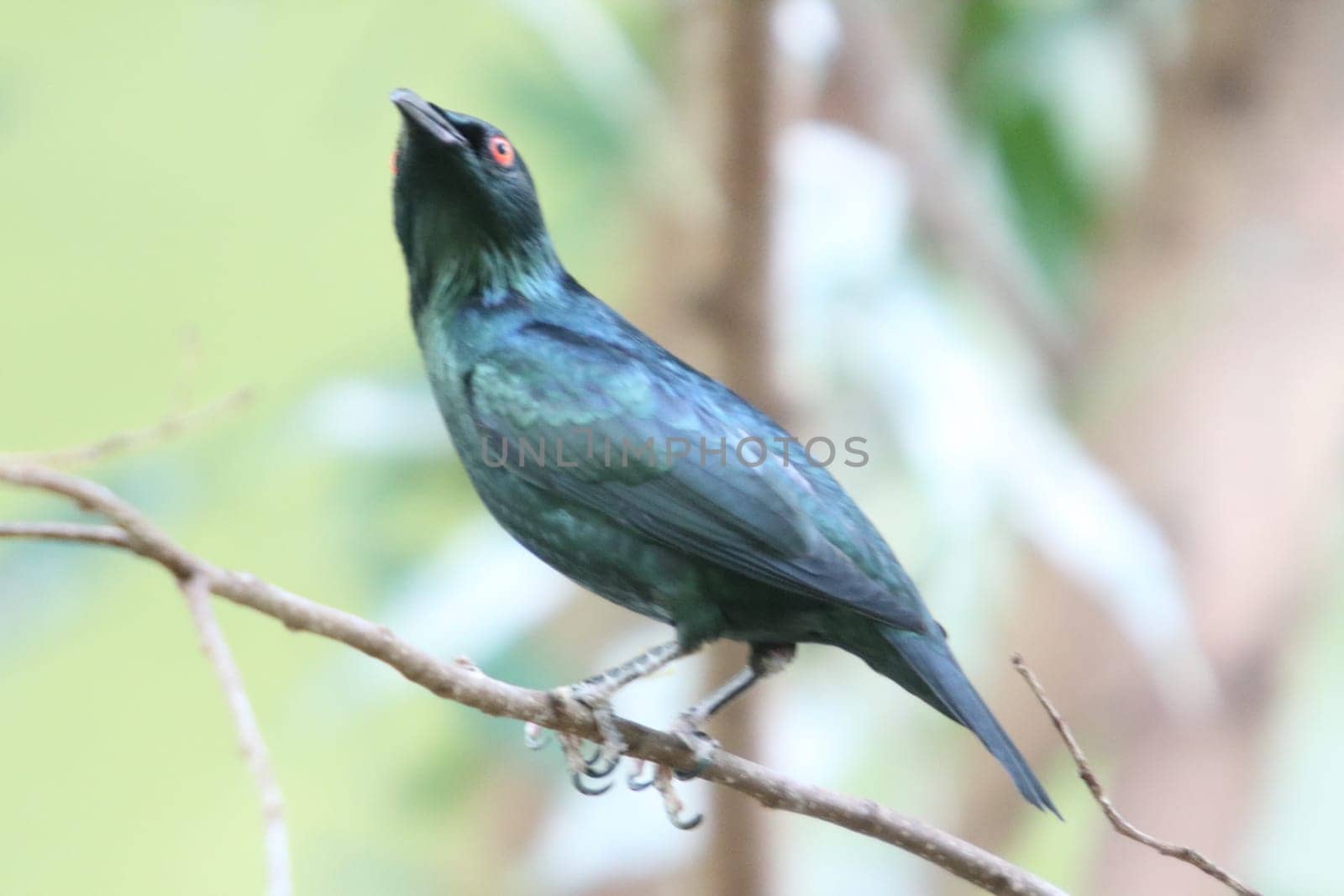 The Asian glossy starling (Aplonis panayensis) is a species of starling in the family Sturnidae