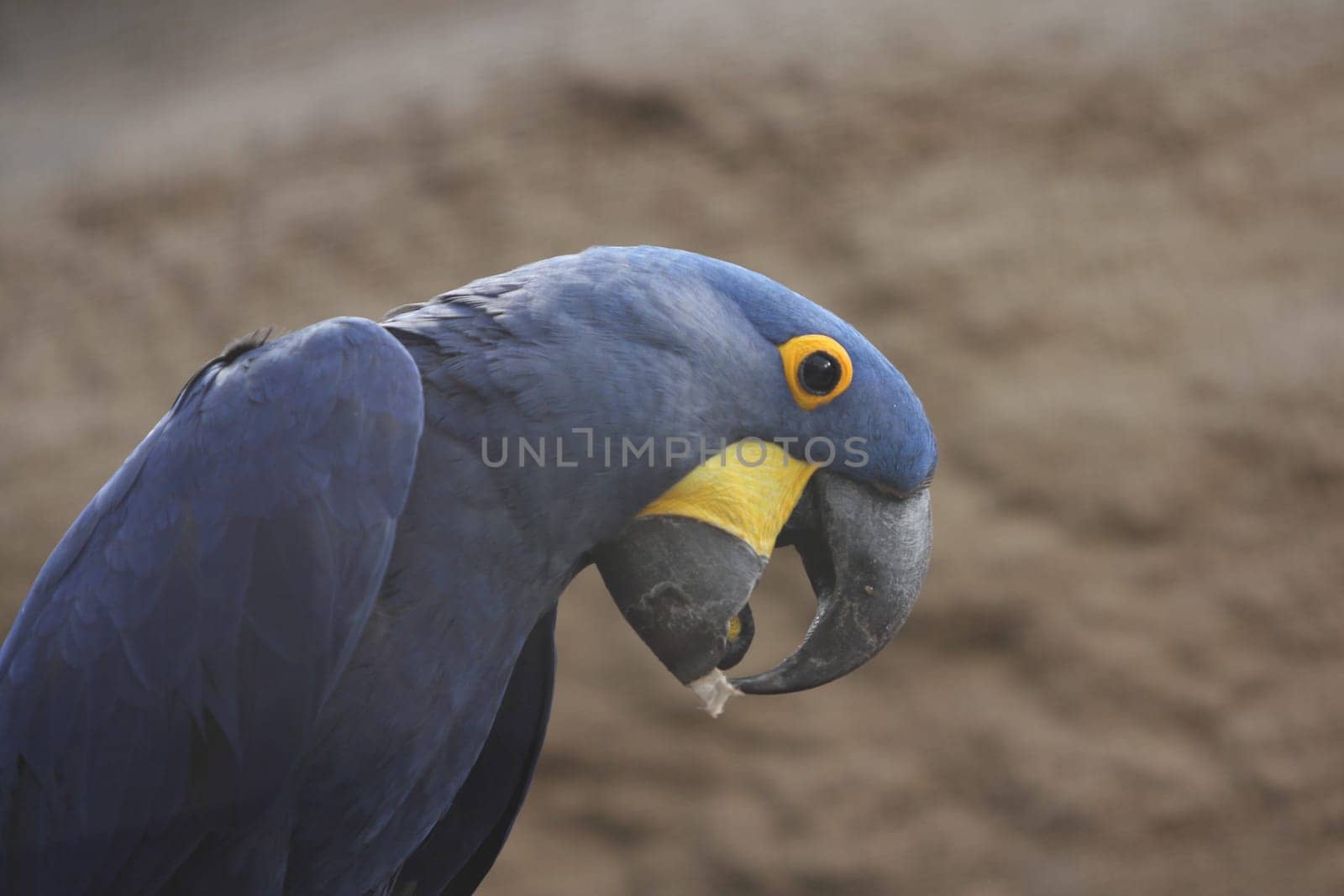 The hyacinth macaw (Anodorhynchus hyacinthinus), or hyacinthine macaw, or more commonly called the “Blue macaw” is a parrot native to central and eastern South America
