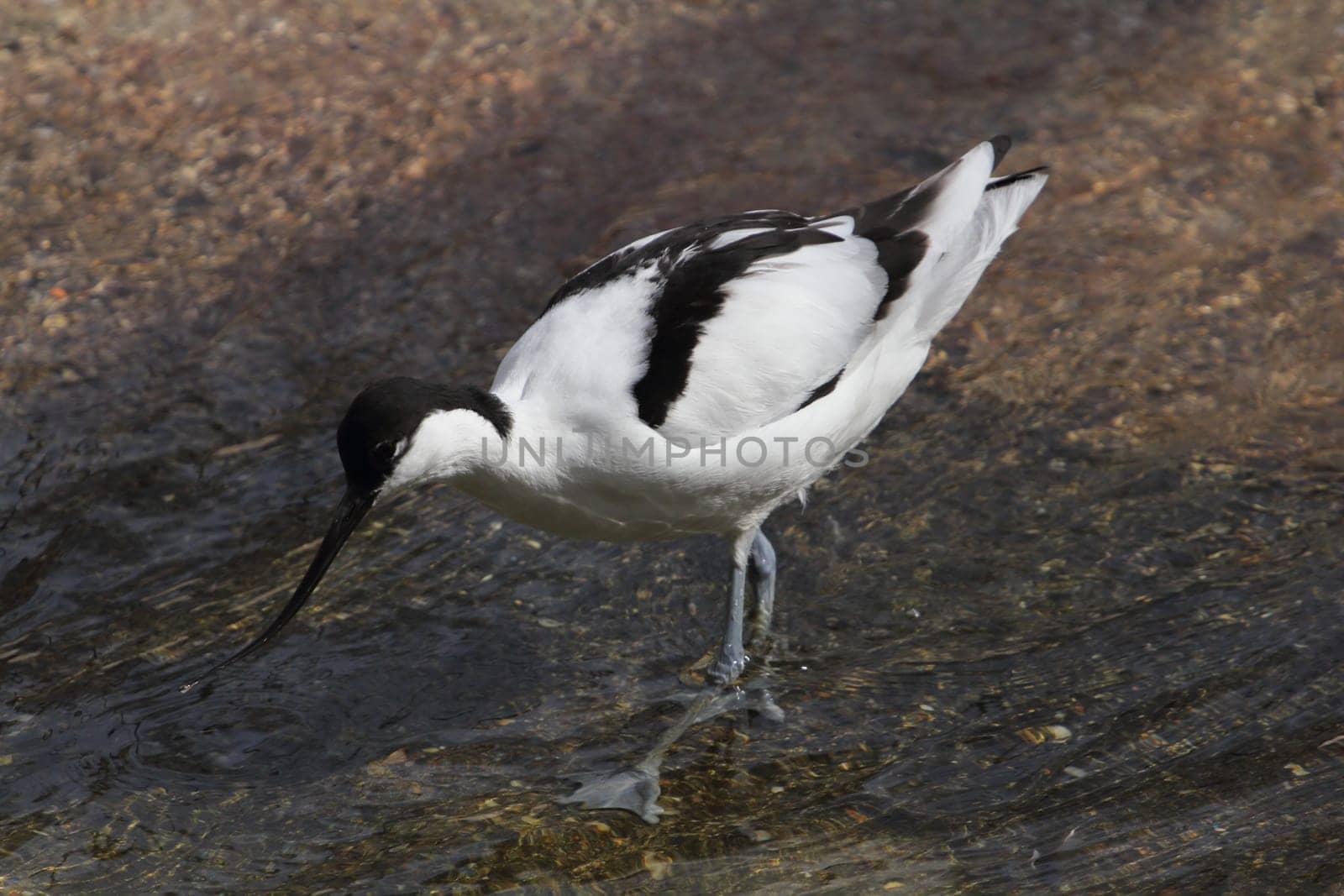 The pied avocet (Recurvirostra avosetta) is a large black and white wader in the avocet and stilt family, Recurvirostridae. They breed in temperate Europe and western and Central Asia.