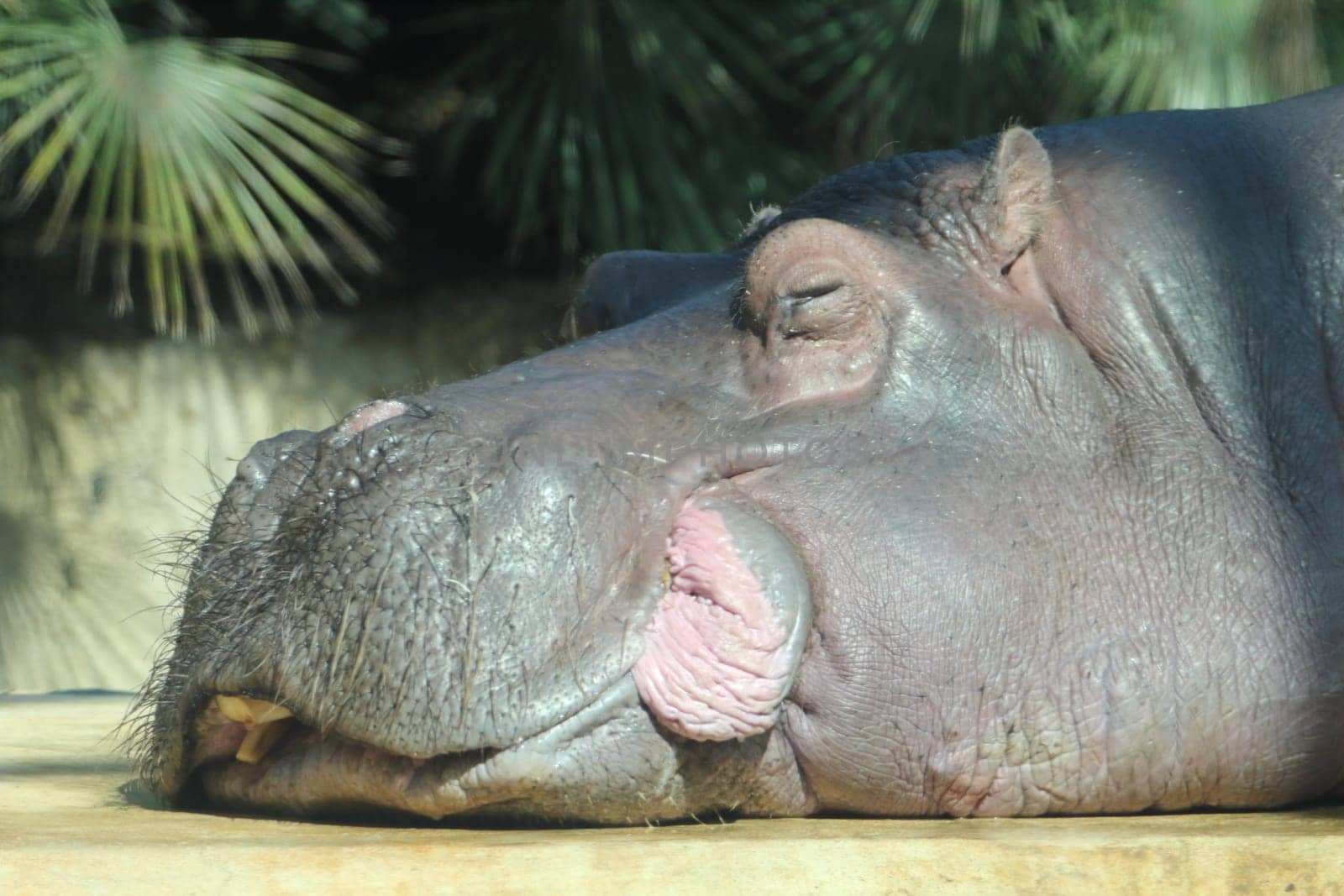 The common hippopotamus (Hippopotamus amphibius), or hippo, is a large, mostly herbivorous, semiaquatic mammal and ungulate native to sub-Saharan Africa