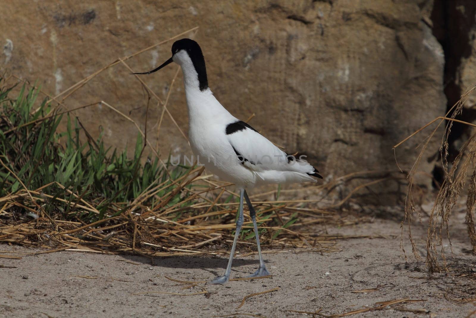 The pied avocet (Recurvirostra avosetta) is a large black and white wader in the avocet and stilt family, Recurvirostridae. They breed in temperate Europe and western and Central Asia.