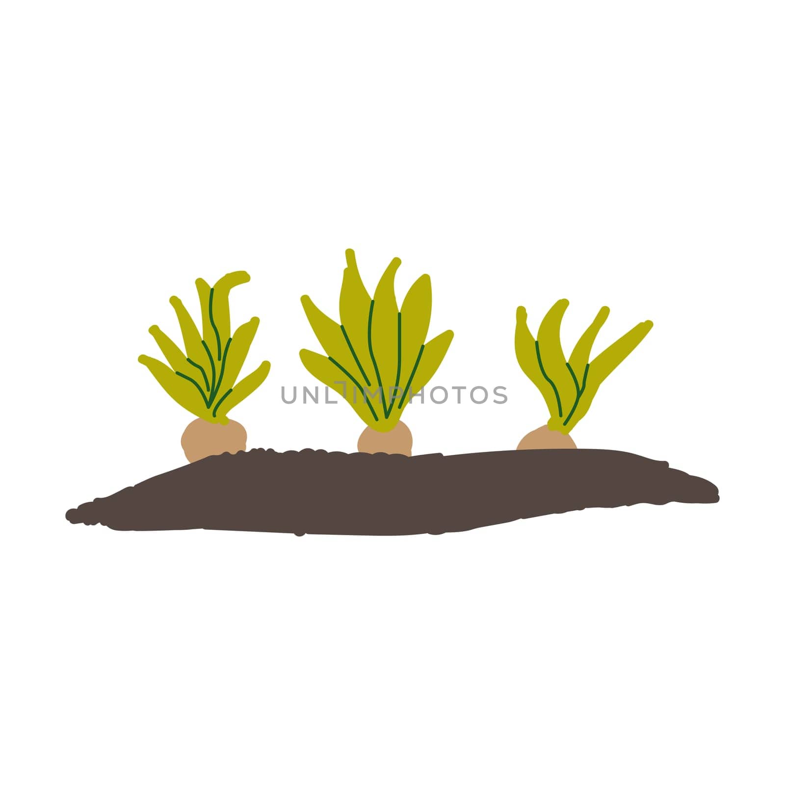 bulbous flower plants planted in the garden. Vector illustration isolated.