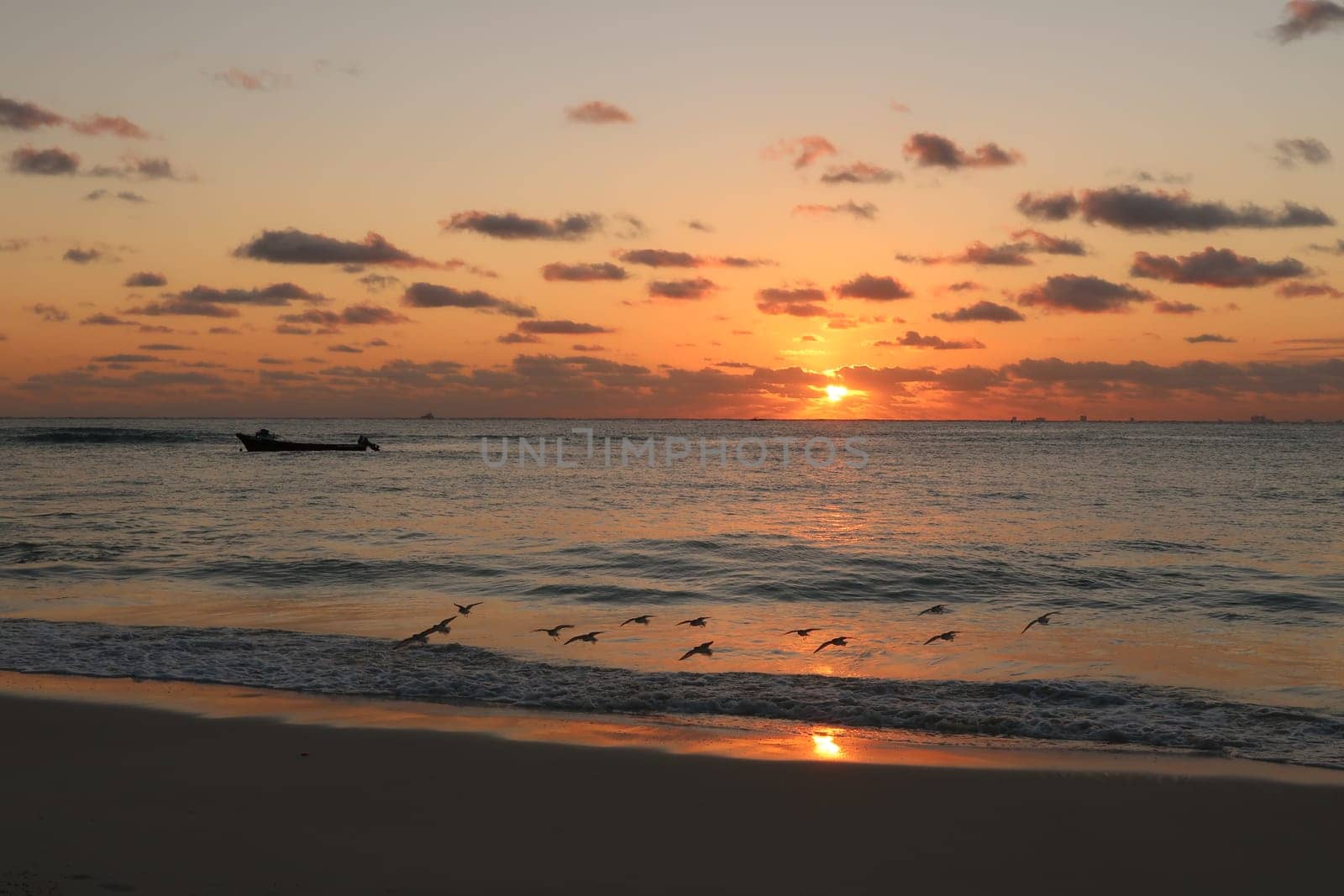 Little swarm of sand pipers landing at the beach of Playa del Carmen at sunrise, Mexico 2022