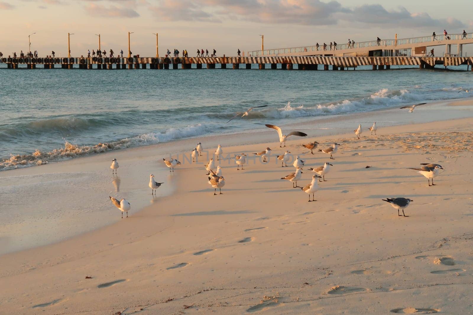Seagulls enjoying the first sun light on the beach in front of the ferry port in Playa del Carmen, Mexico 2022