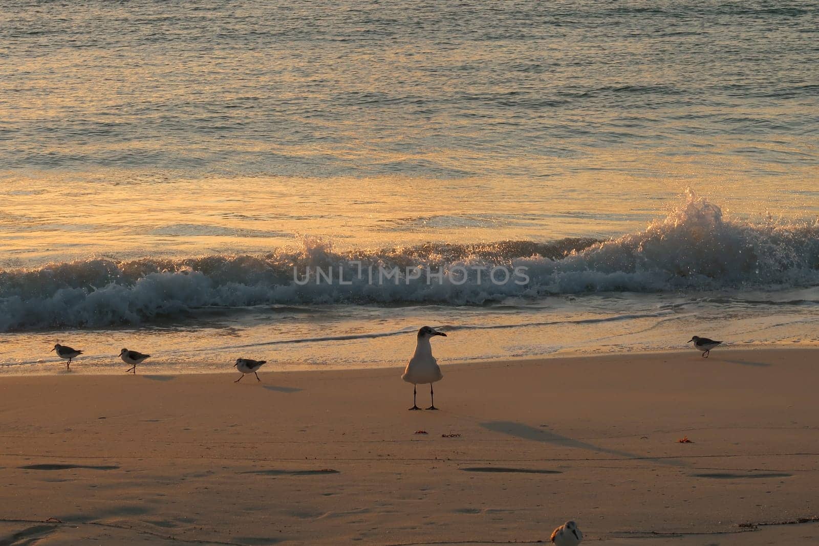 A seagull and a couple of sand pipers enjoying sunrise at the beach in Playa del Carmen, Mexico 2022