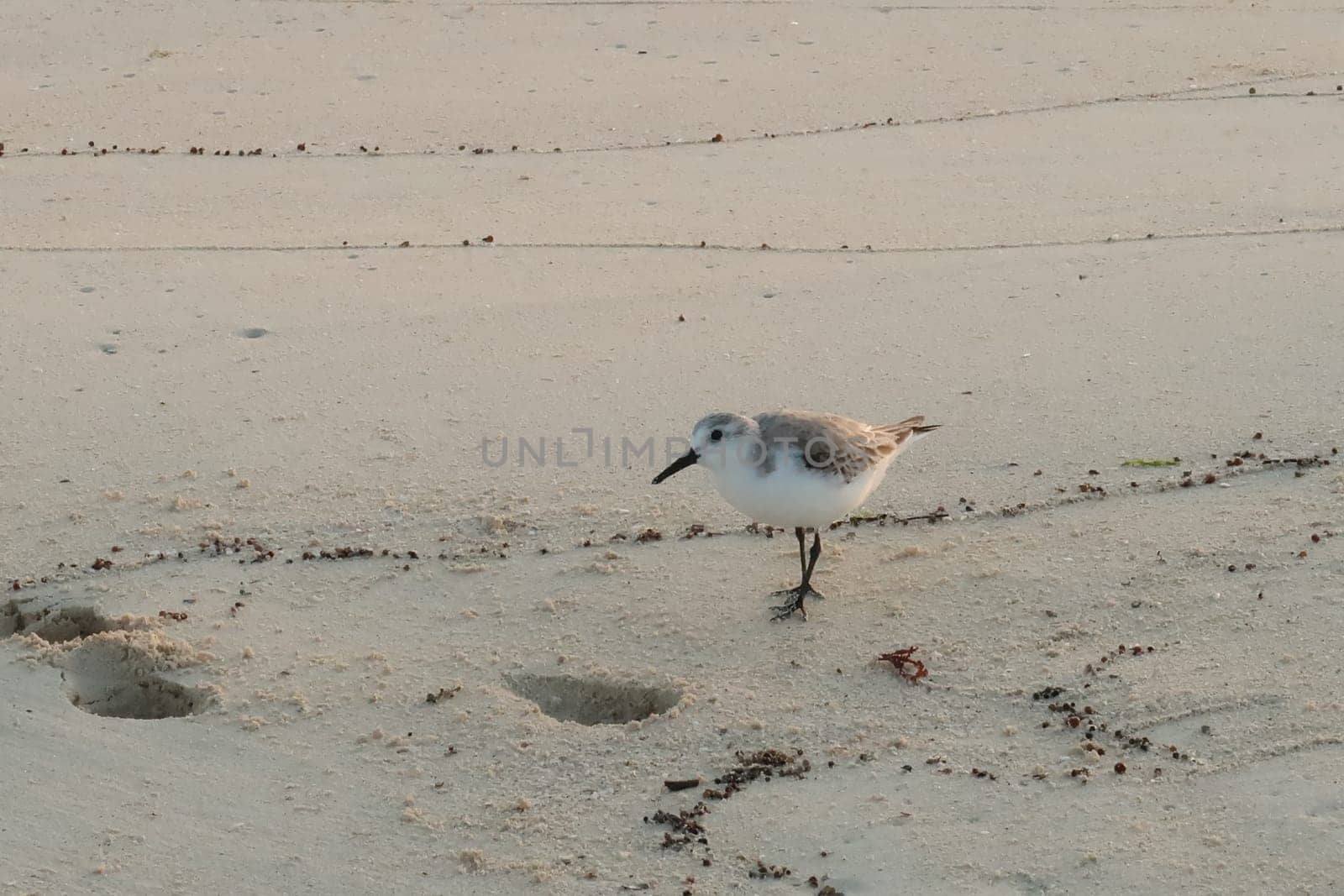 Little sand piper at blue hour in Playa del Carmen, Mexico 2022
