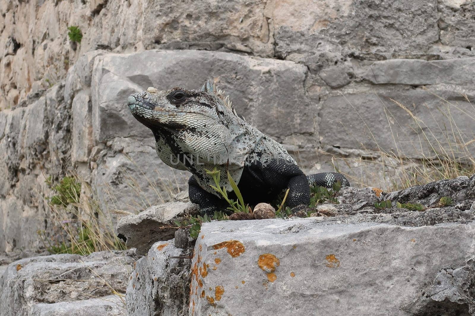 Big Iguana Lizzard at the Mayan Ruins of Tulum, Mexico 2022