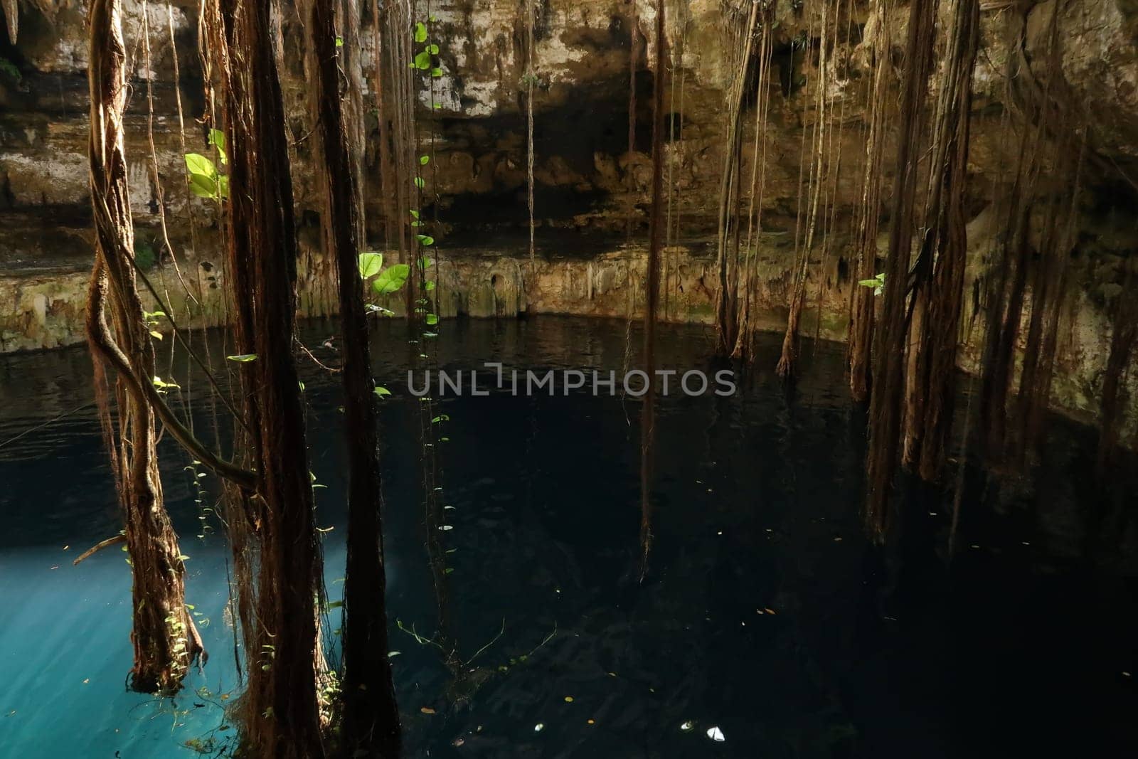 The vegetation down in the Cenote Oxman, giant lianas hanging down into the water, close to Valladolid, Mexico 2022