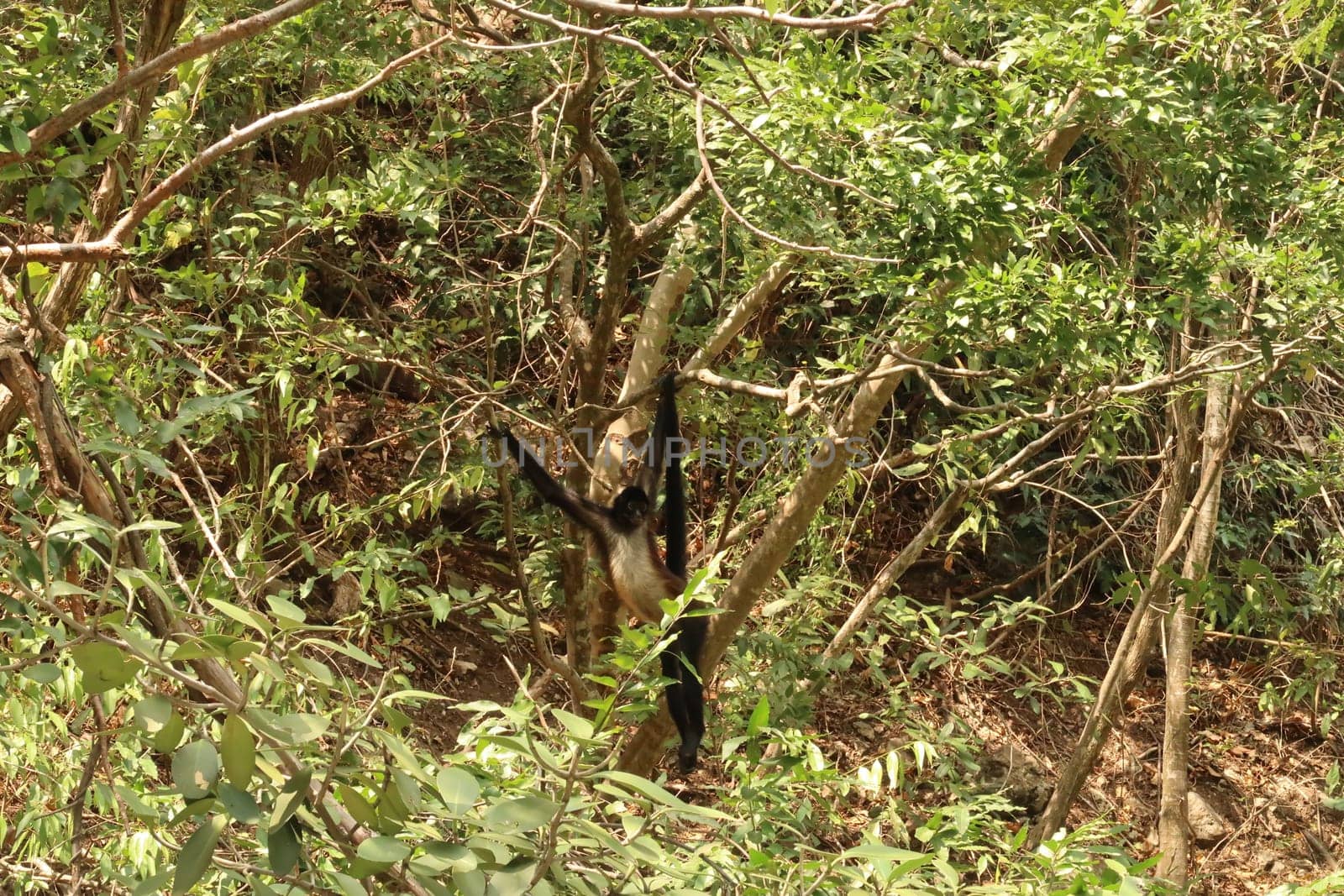 Adult spider monkey hanging from a tree in the Sumidero Canyon/Canon del Sumidero, Chiapas, Mexico 2022