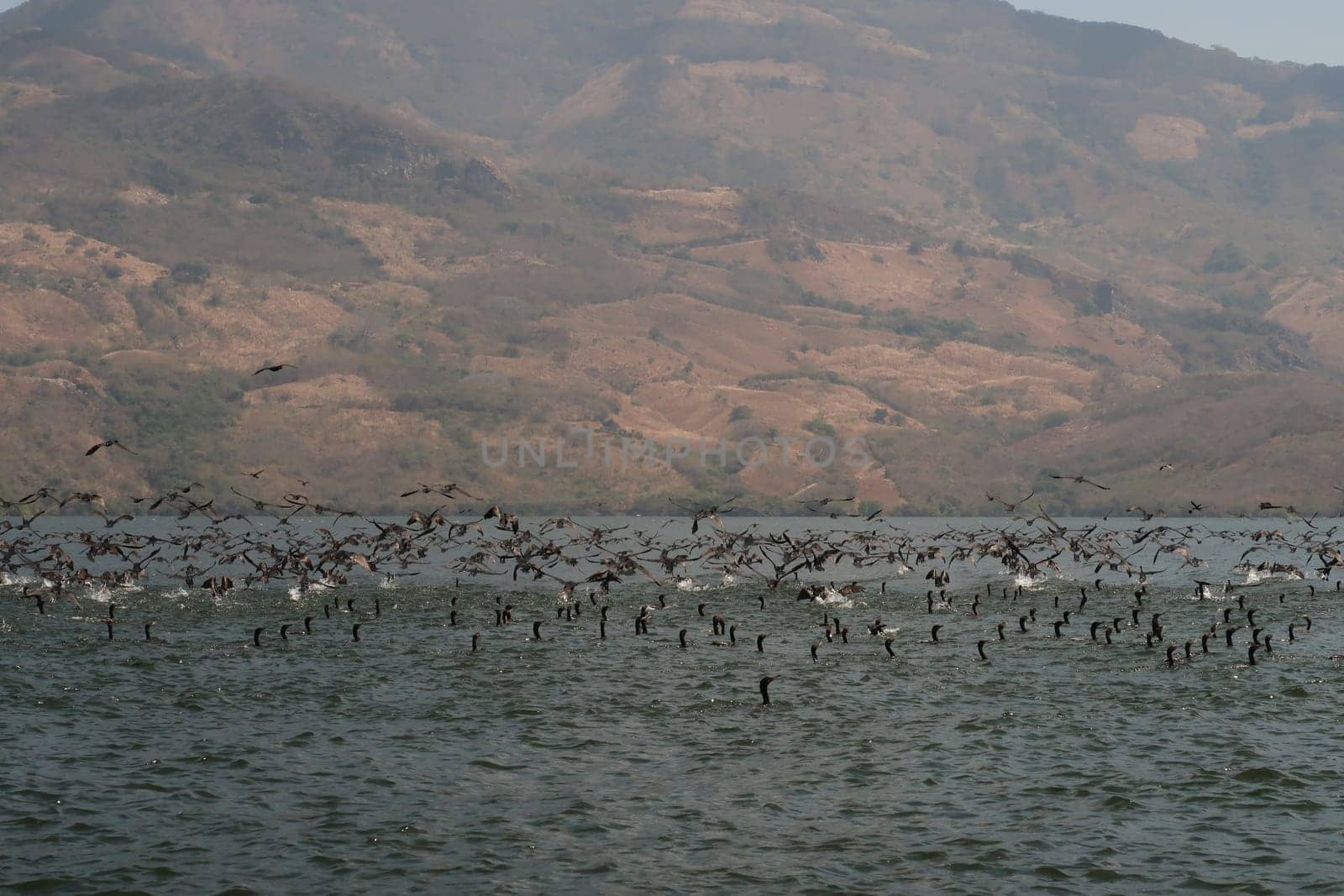 Hundreds of black birds/ducks on the Chicoasen Dam Reservoir Lake, close to Sumidero Canyon/Canon del Sumidero, Chiapas, Mexico 2022