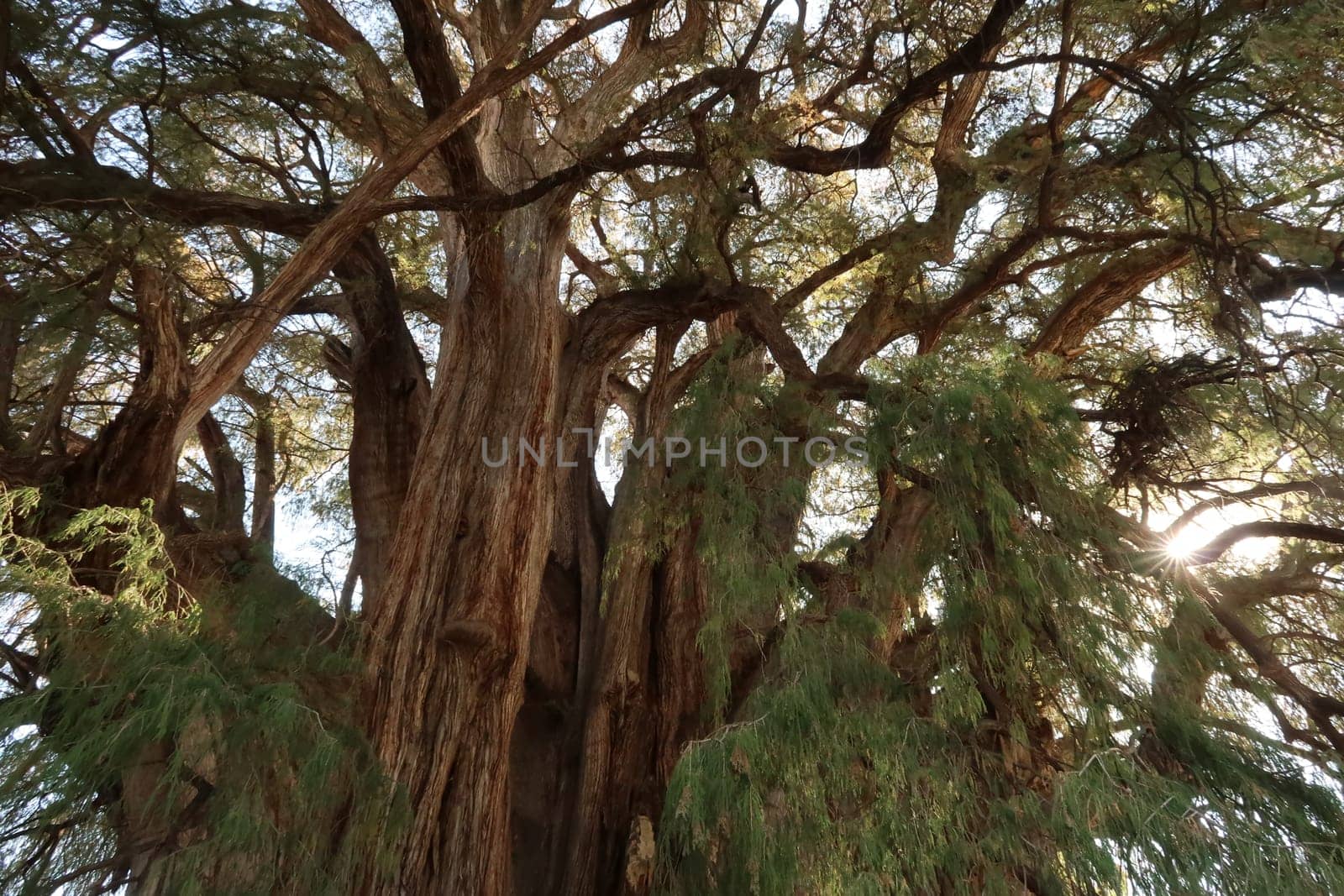 Sun shining through the branches of the giant Tree of Tule, El Arbol del Tule, Oaxaca, Mexico 2022