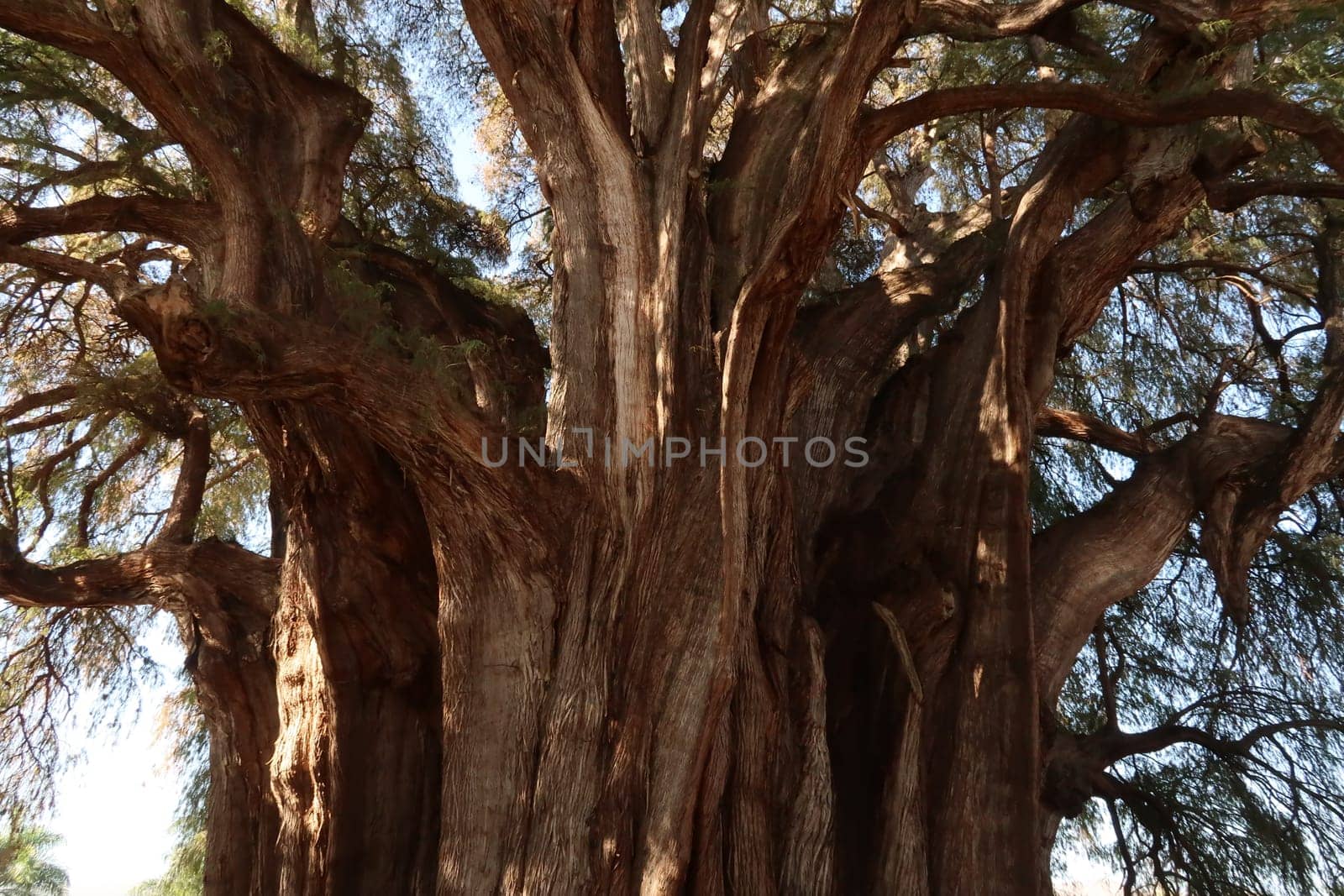 The enormous trunk and branches of the famous Tree of Tule/El Arbol del Tule, Oaxaca, Mexico 2022