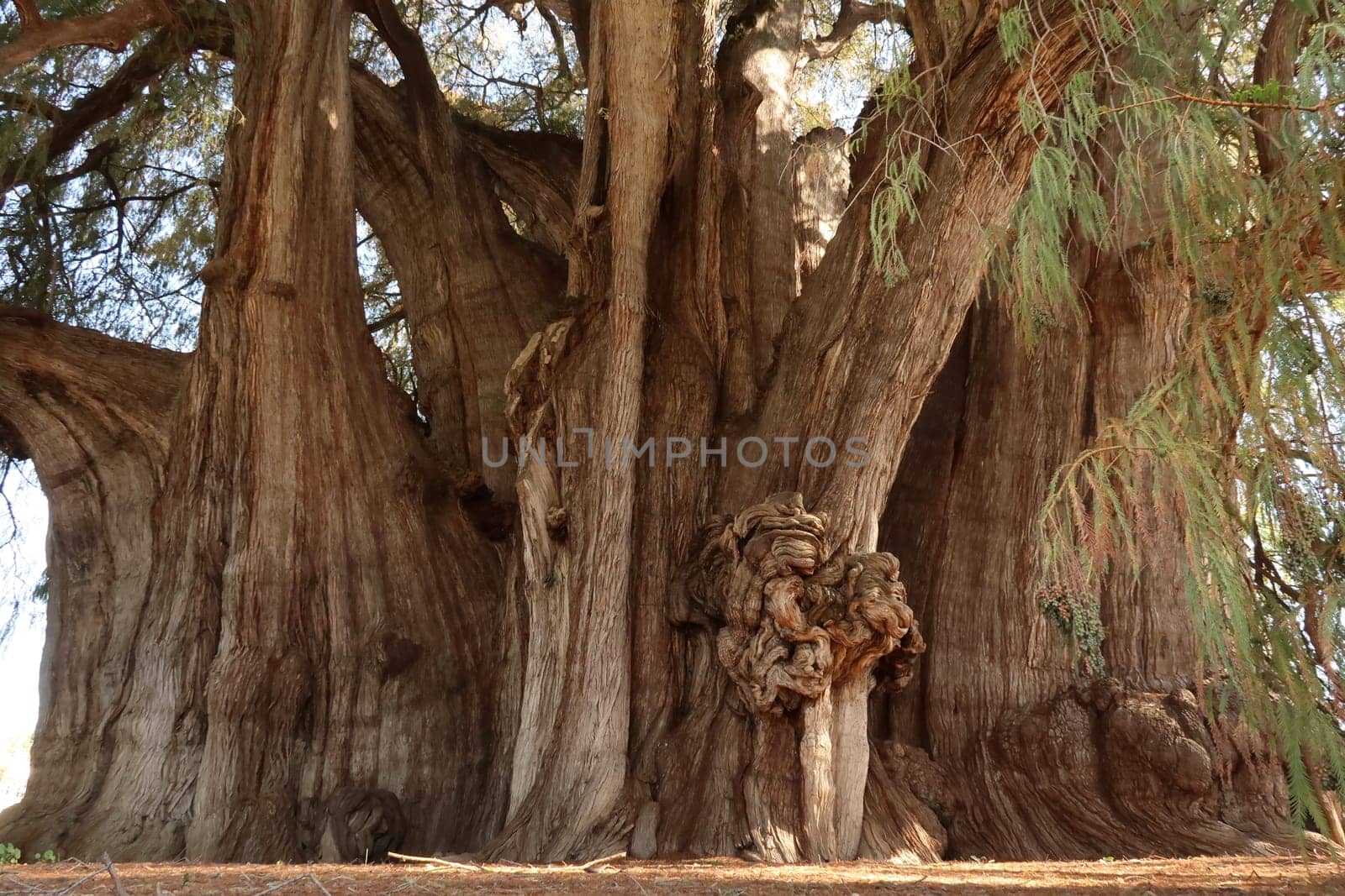 The gigantic trunk of the majestic Tree of Tule, El Arbol del Tule, Oaxaca, Mexico 2022