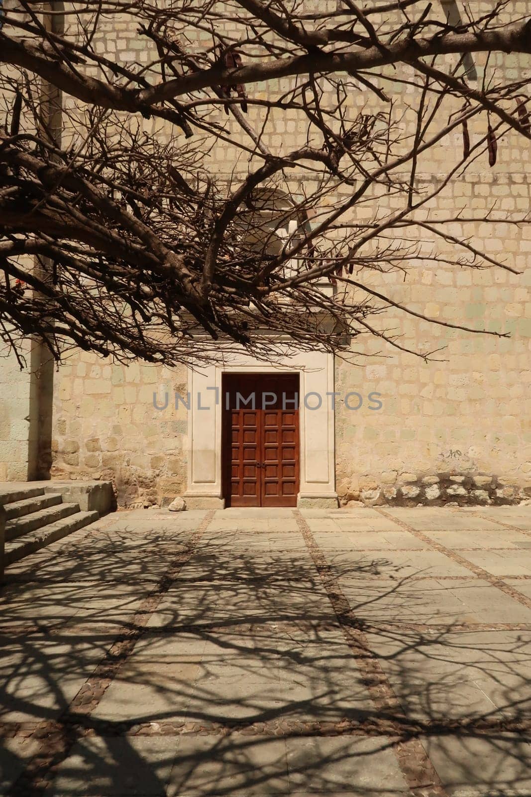 A tree casting interesting shadow patterns in front of a door in downtown Oaxaca, Mexico 2022
