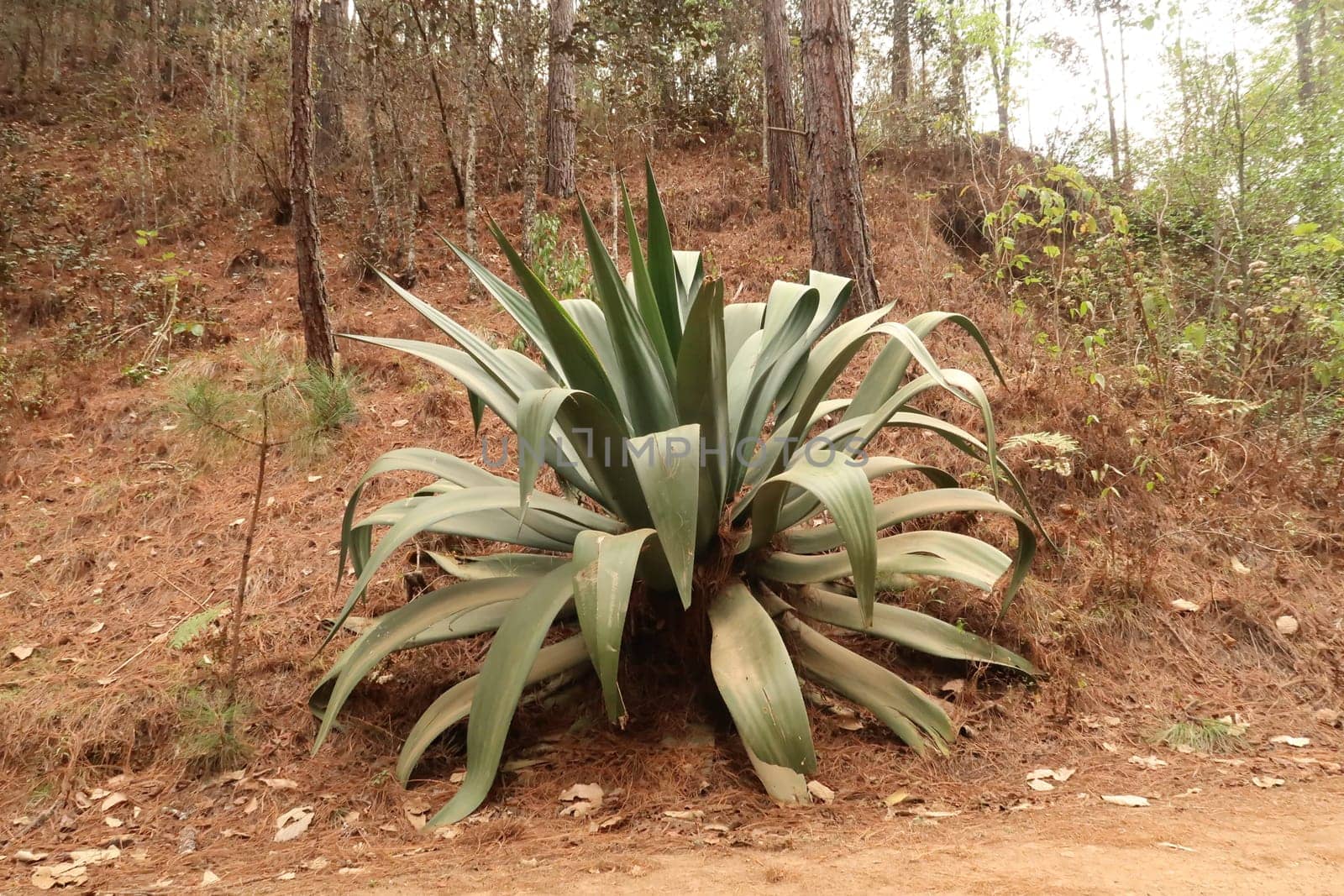 Giant agave plant next to the road on a hike from San José del Pacifico to San Mateo Rio Hondo, Oaxaca, Mexico 2023