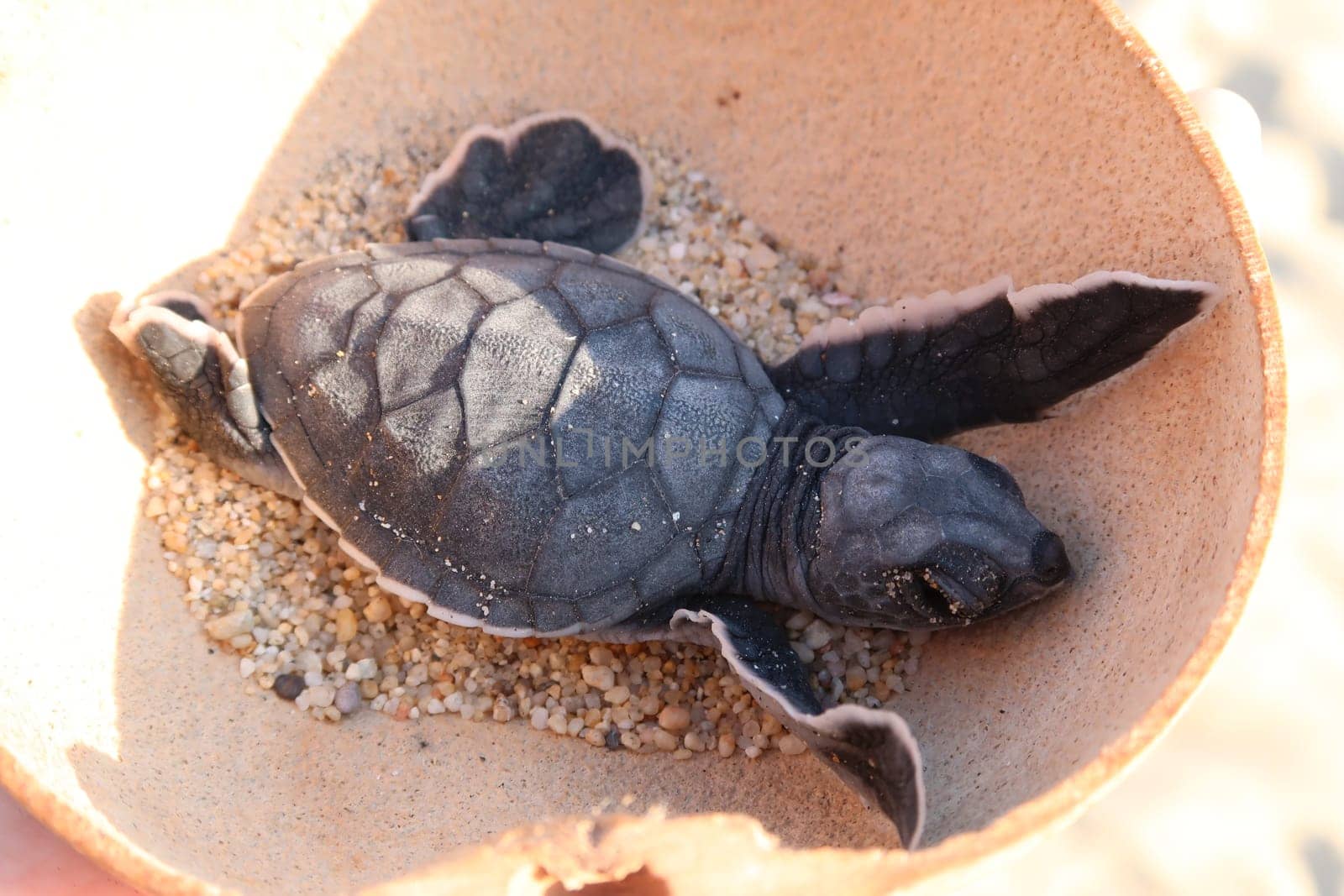 Releasing a baby turtle into the ocean at Playa Bacocho in Puerto Escondido, Mexico 2022