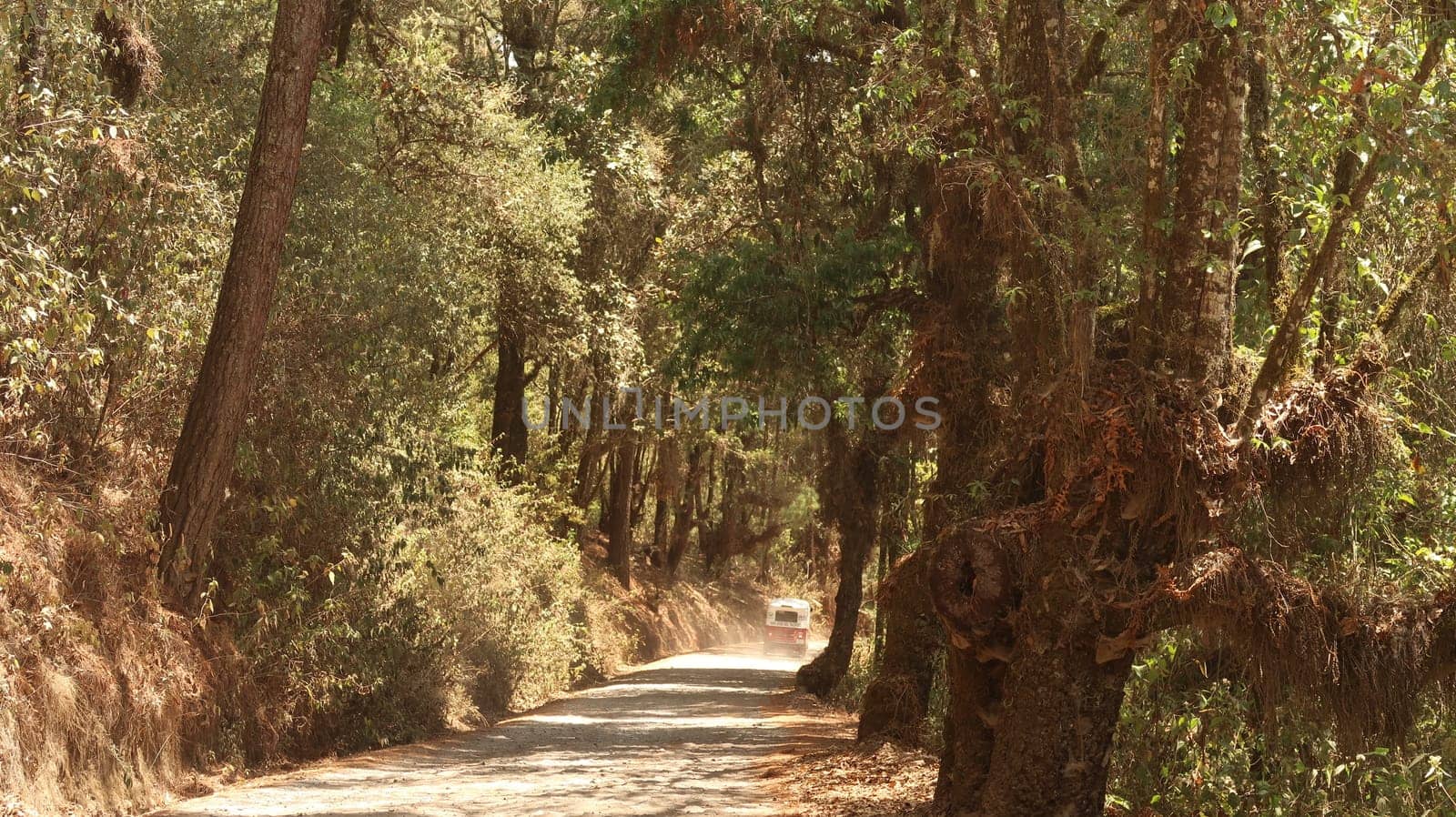 Beautiful avenue leading through the forest from San Jose del Pacifico to San Mateo Rio Hondo, Oaxaca, Mexico 2022