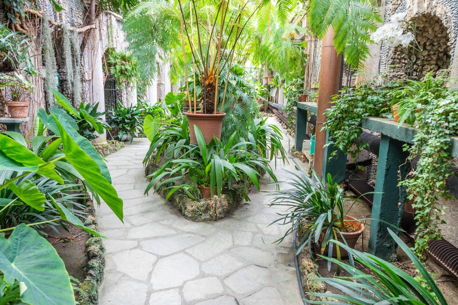 Greenhouse interior with plant and flower cultivation. Green gardening, nobody