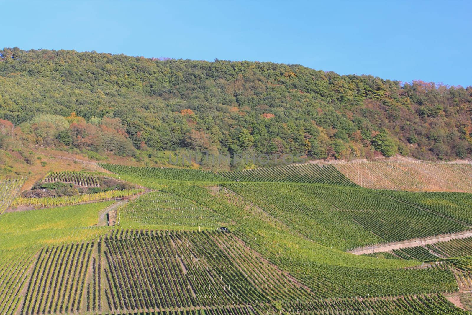 Vineyard in the summer, with blue sky and clouds in background