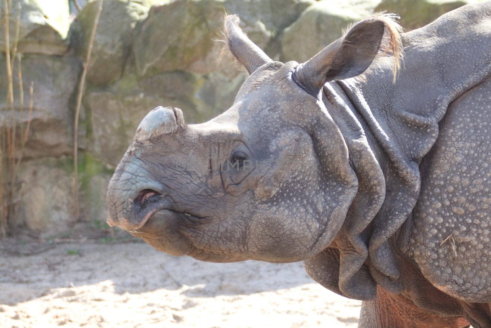 The Indian rhinoceros (Rhinoceros unicornis), also called the greater one-horned rhinoceros and great Indian rhinoceros, is a rhinoceros native to the Indian subcontinent.