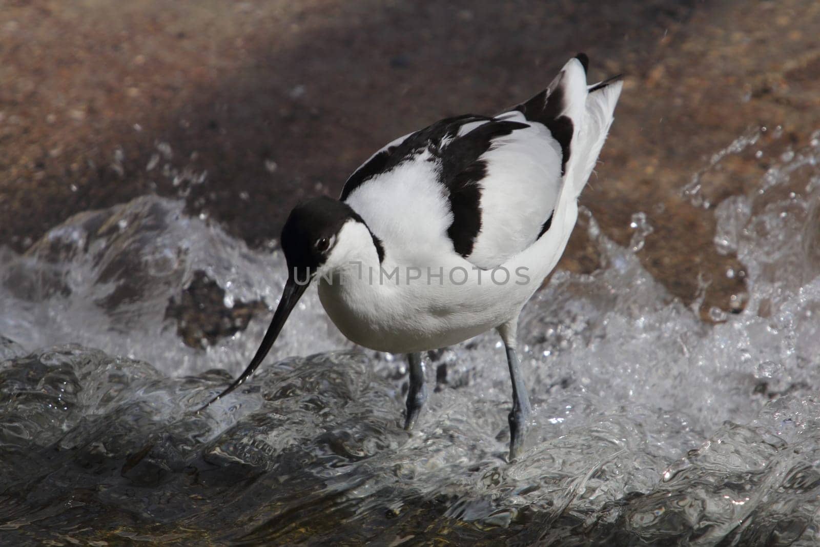 The pied avocet (Recurvirostra avosetta) is a large black and white wader in the avocet and stilt family, Recurvirostridae. They breed in temperate Europe and western and Central Asia.