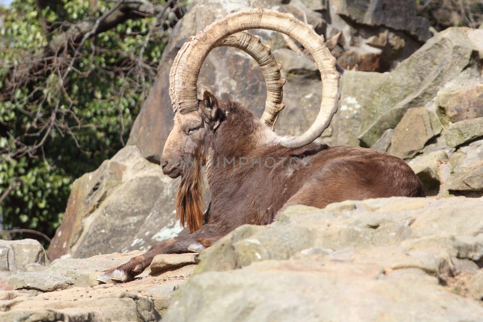 The Siberian ibex (Capra sibirica) is a species of ibex that lives in central Asia. It has traditionally been treated as a subspecies of the Alpine ibex