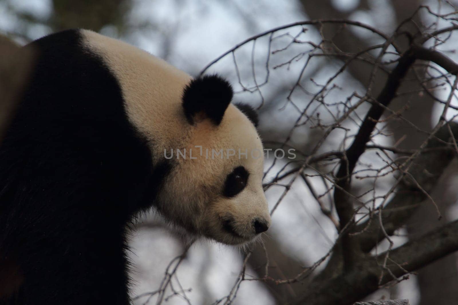 The giant panda (Ailuropoda melanoleuca) also known as panda bear or simply panda, is a bear native to south central China