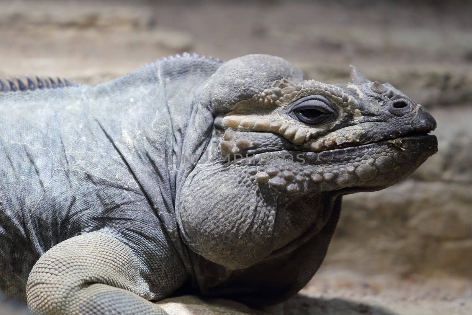 The rhinoceros iguana (Cyclura cornuta) is a threatened species of lizard in the family Iguanidae