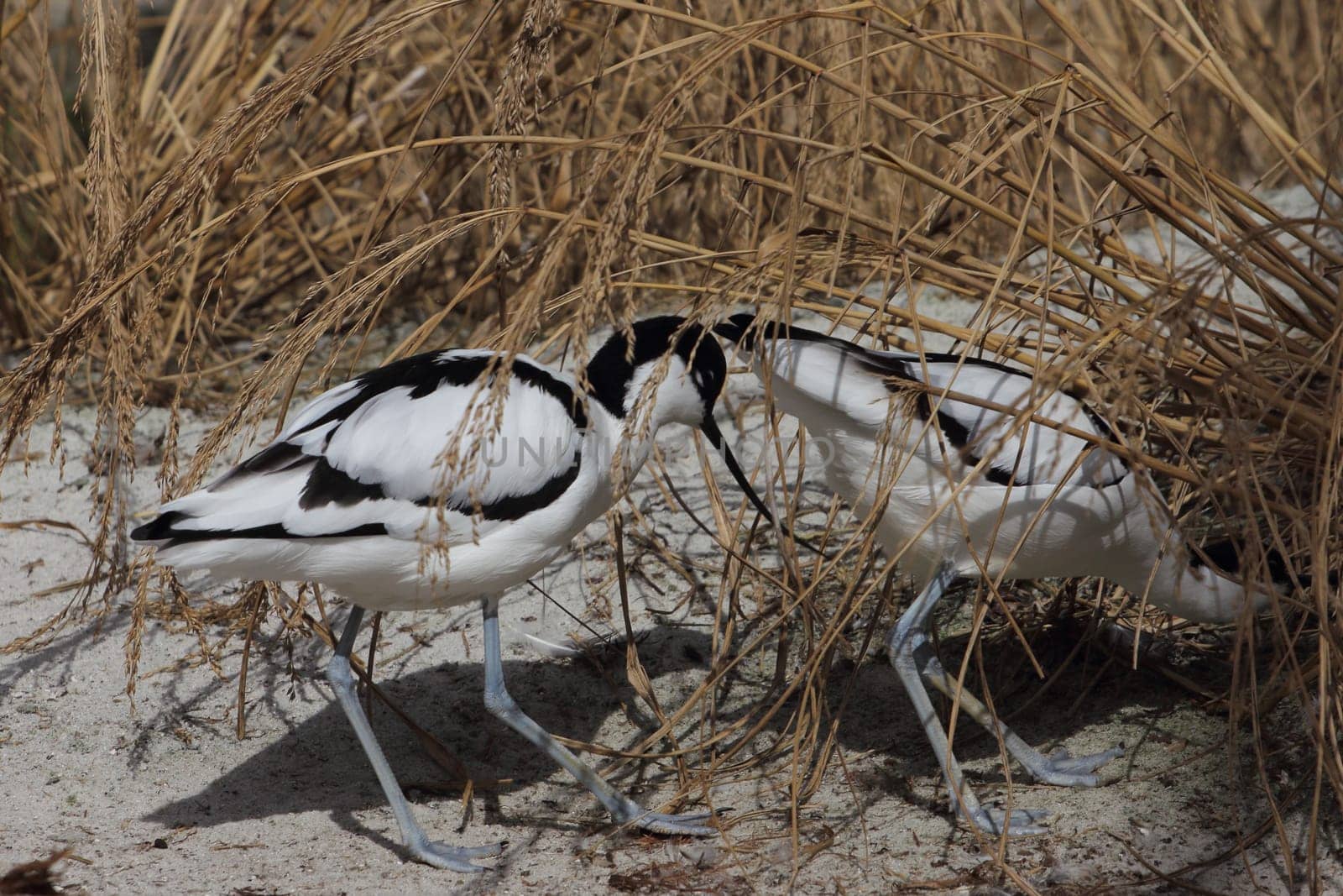 The pied avocet (Recurvirostra avosetta) is a large black and white wader in the avocet and stilt family, Recurvirostridae. They breed in temperate Europe and western and Central Asia.