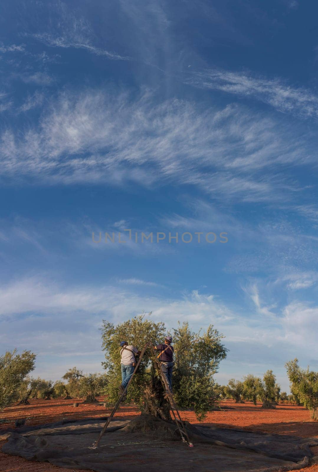 Laborers collecting olives from stepladder. Vertical panoramic shot