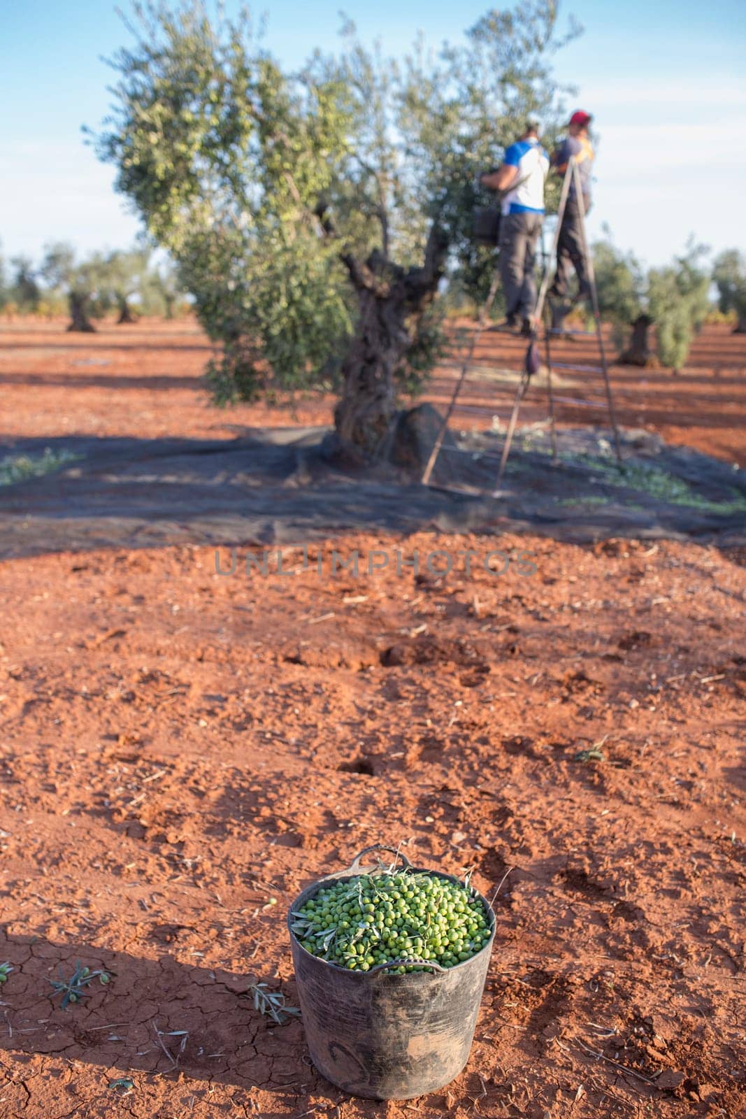 Laborers collecting olives from stepladder. Olives bucket at the forefront