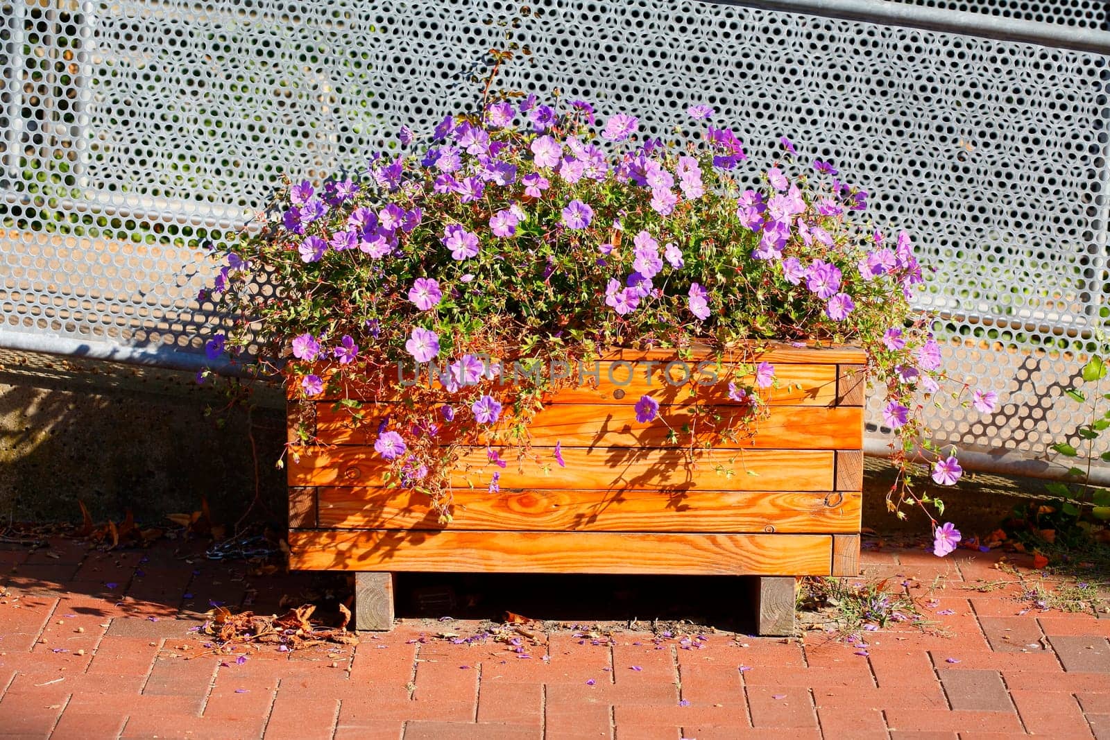 Flowers in a wooden flower pot standing on the street, Germany