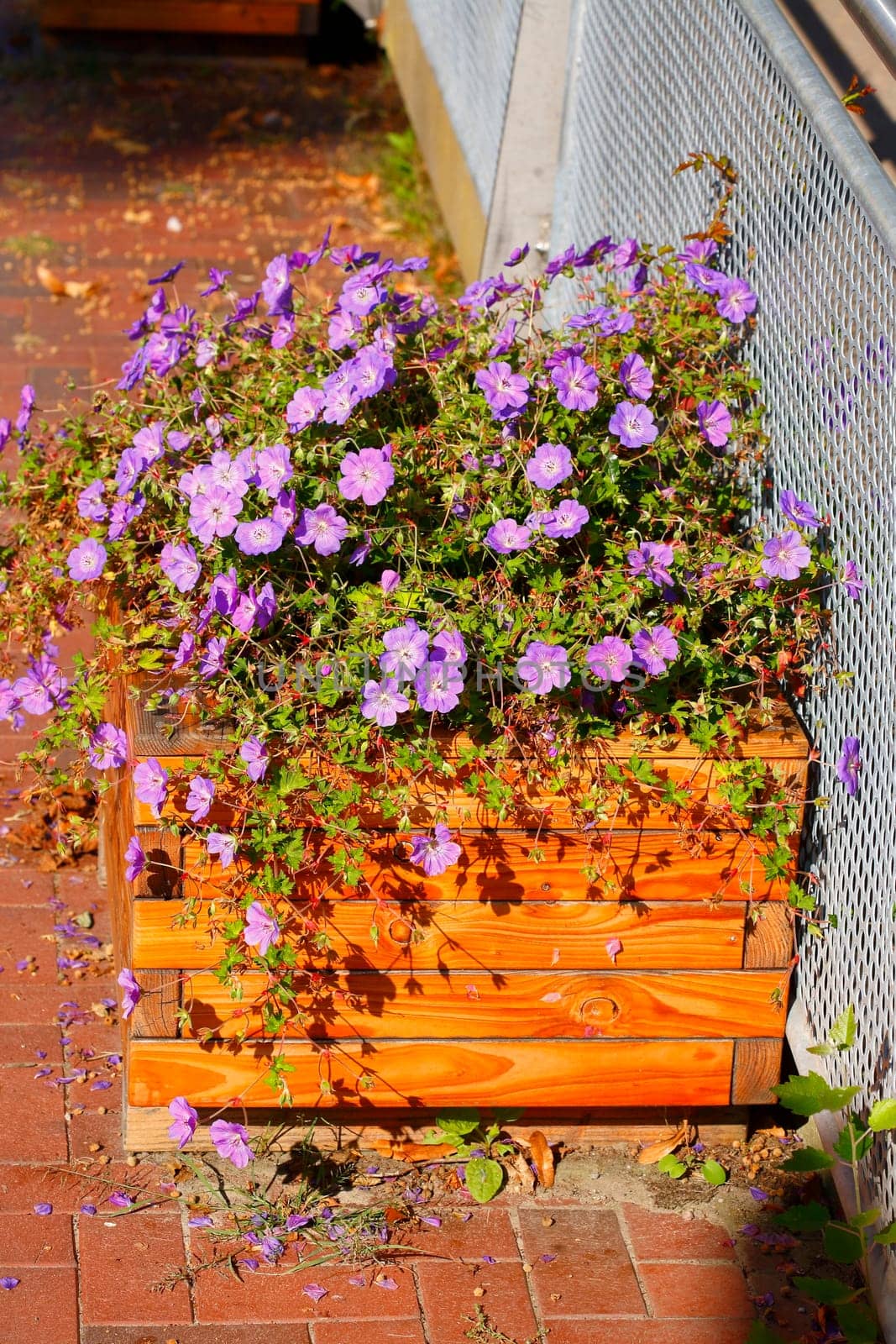 Flowers in a wooden flower pot standing on the street, Germany