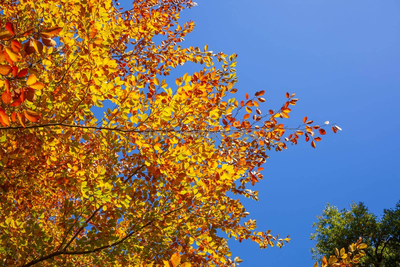 Colorful autumn leaves on a beech tree , Germany