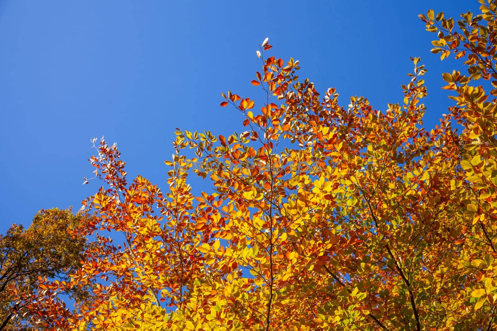 Colorful autumn leaves on a beech tree , Germany