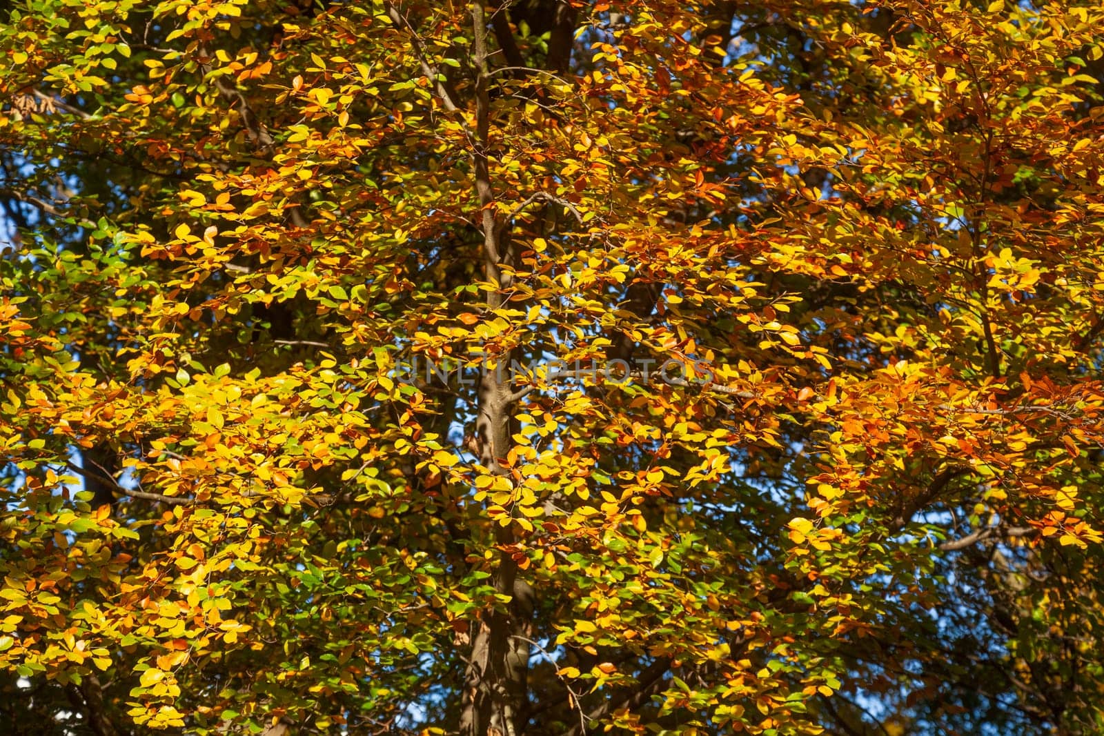 Colorful autumn leaves on a beech tree , Germany