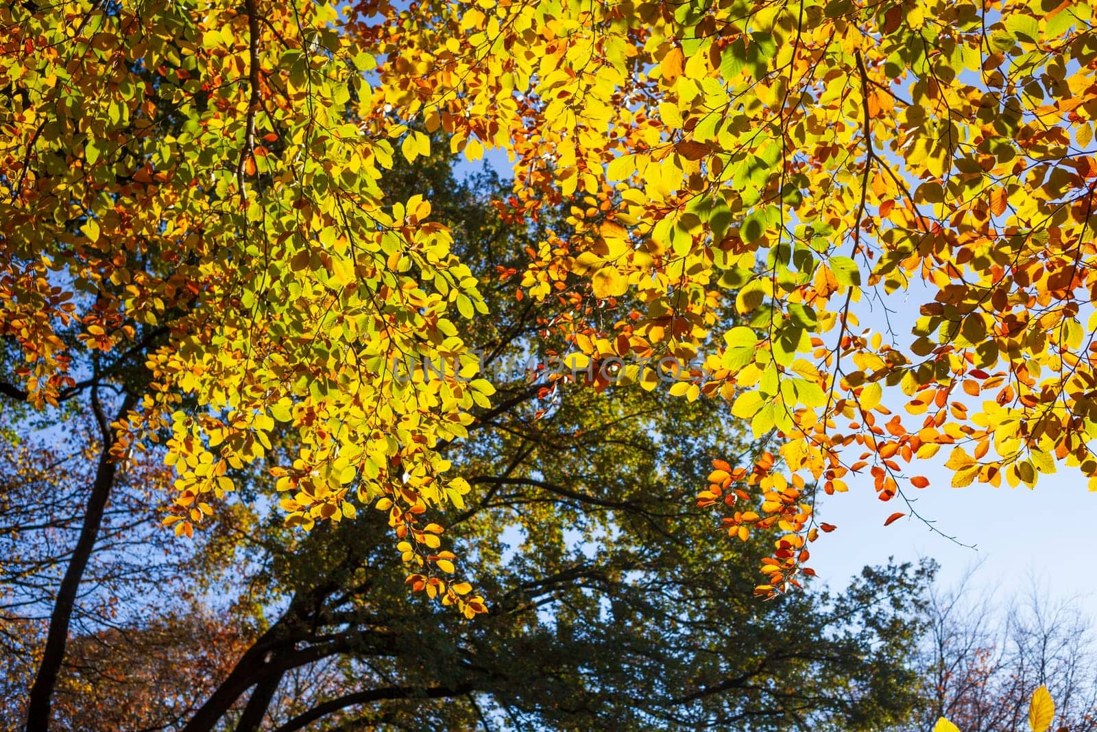 Colorful autumn leaves on a beech tree , Germany