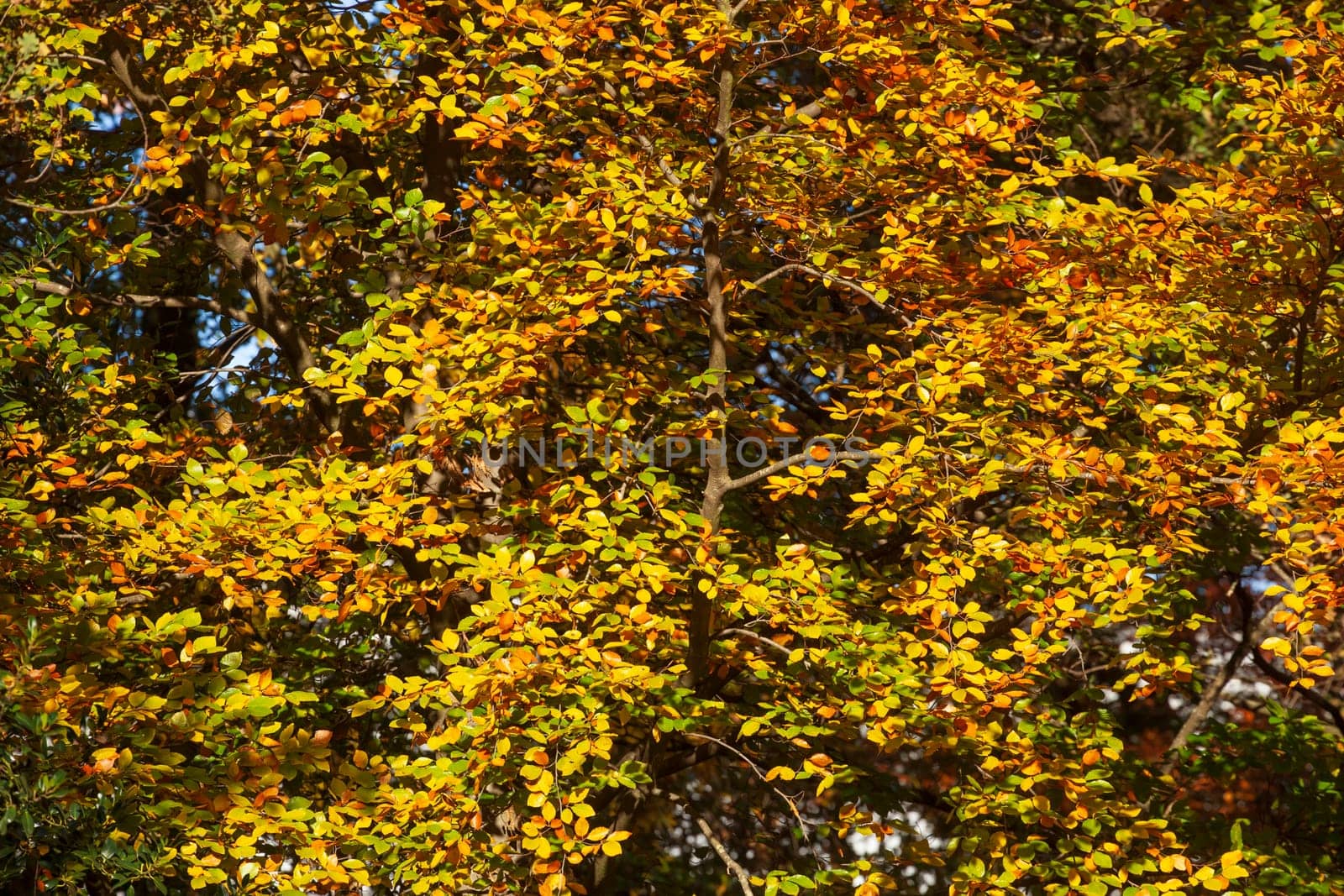 Colorful autumn leaves on a beech tree , Germany