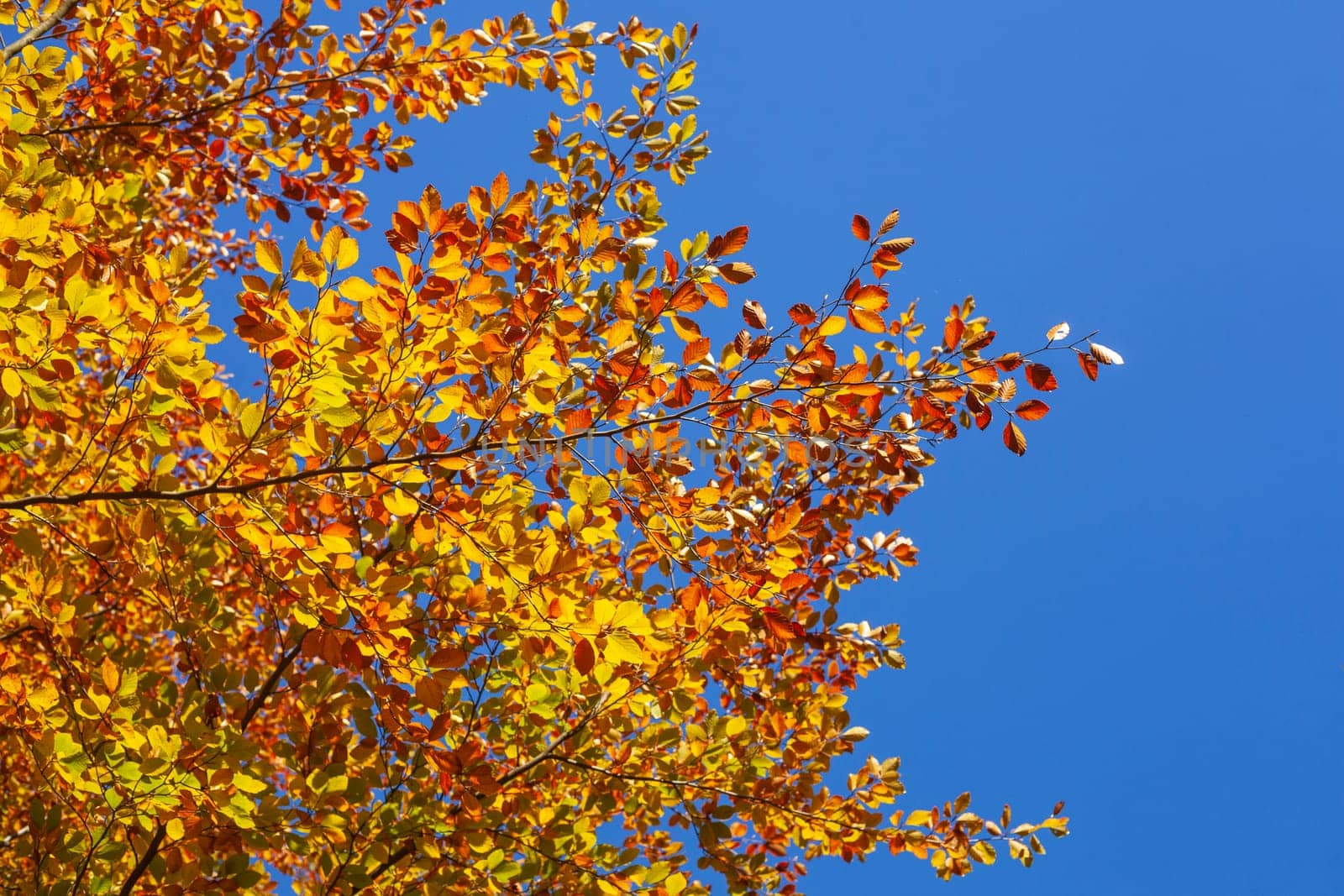 Colorful autumn leaves on a beech tree , Germany